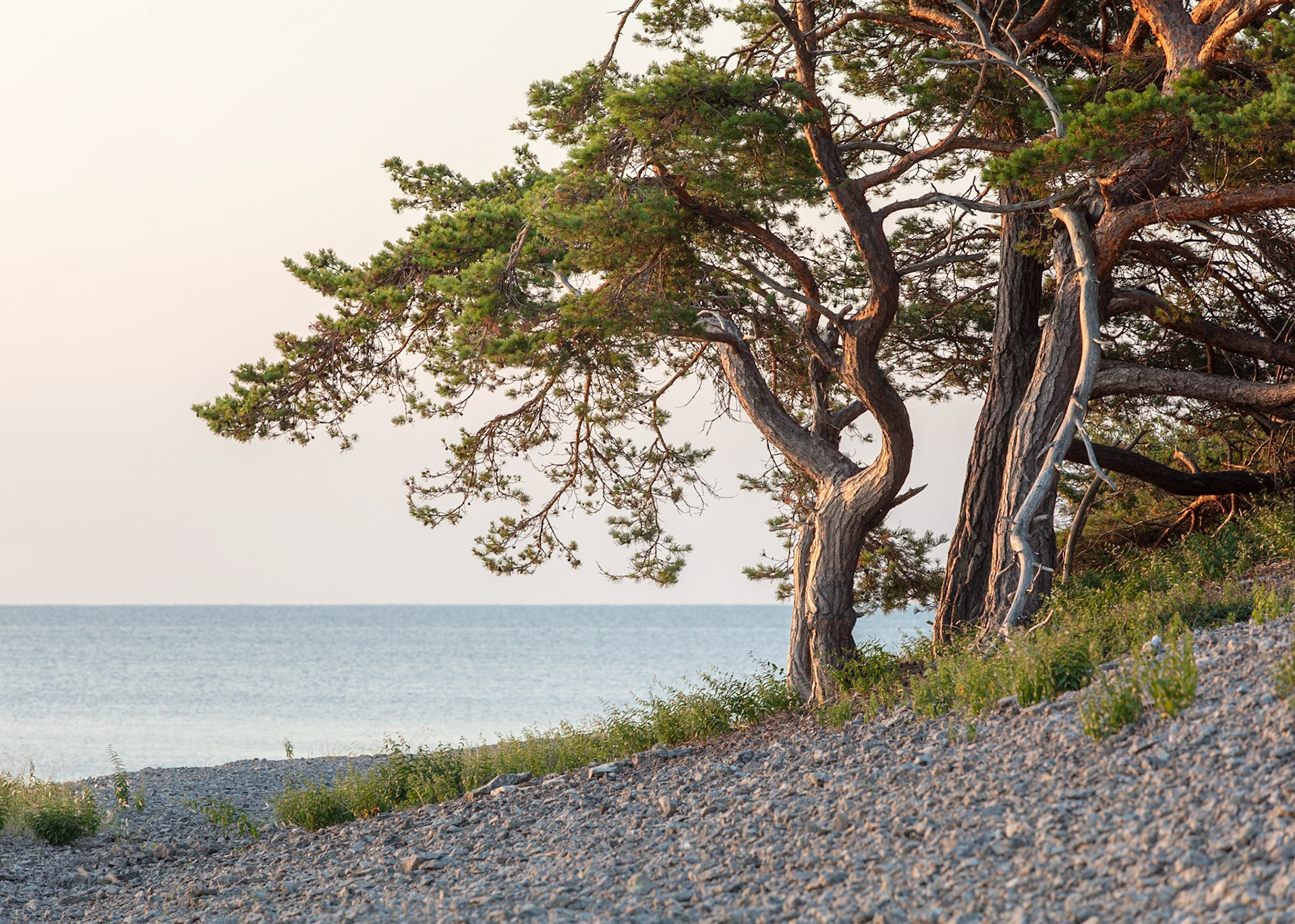 Gotland, Coastal Trees | Martin Bay