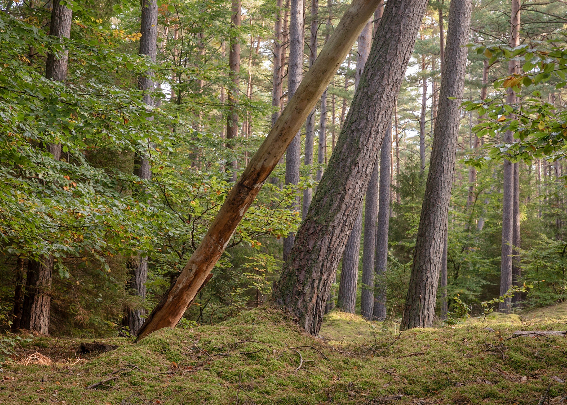 Tisvilde Hegn, Denmark | Martin Bay