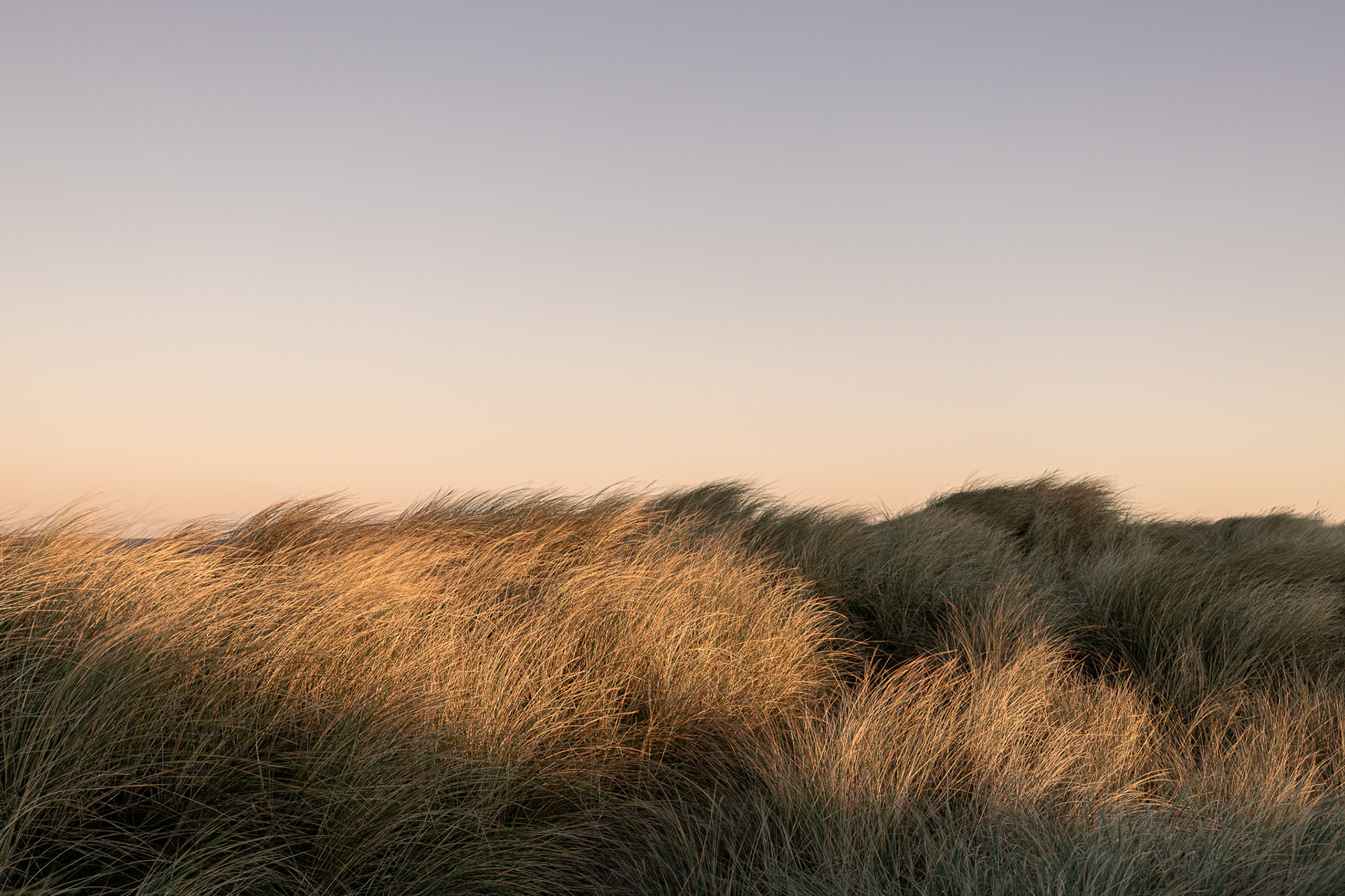 dune grass in warm light in Klitmøller
