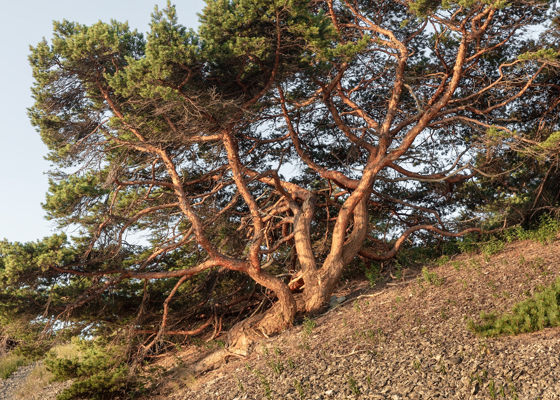Gotland, Old Pine Tree | Martin Bay
