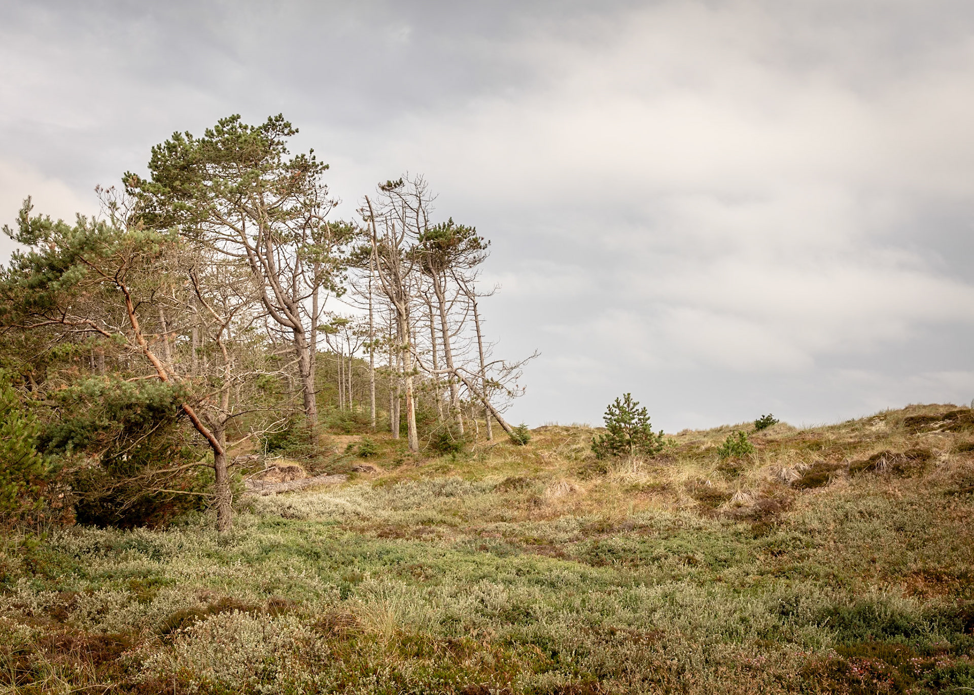 Nationalpark Thy, Denmark | Martin Bay