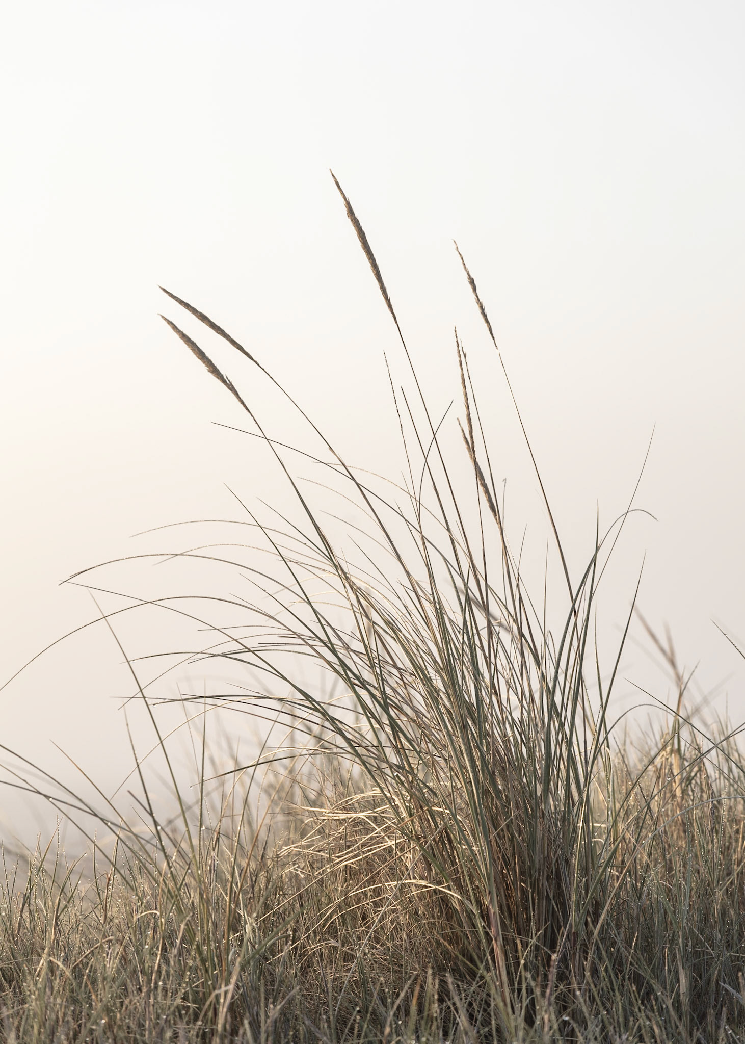 Nationalpark Thy, Denmark | Martin Bay