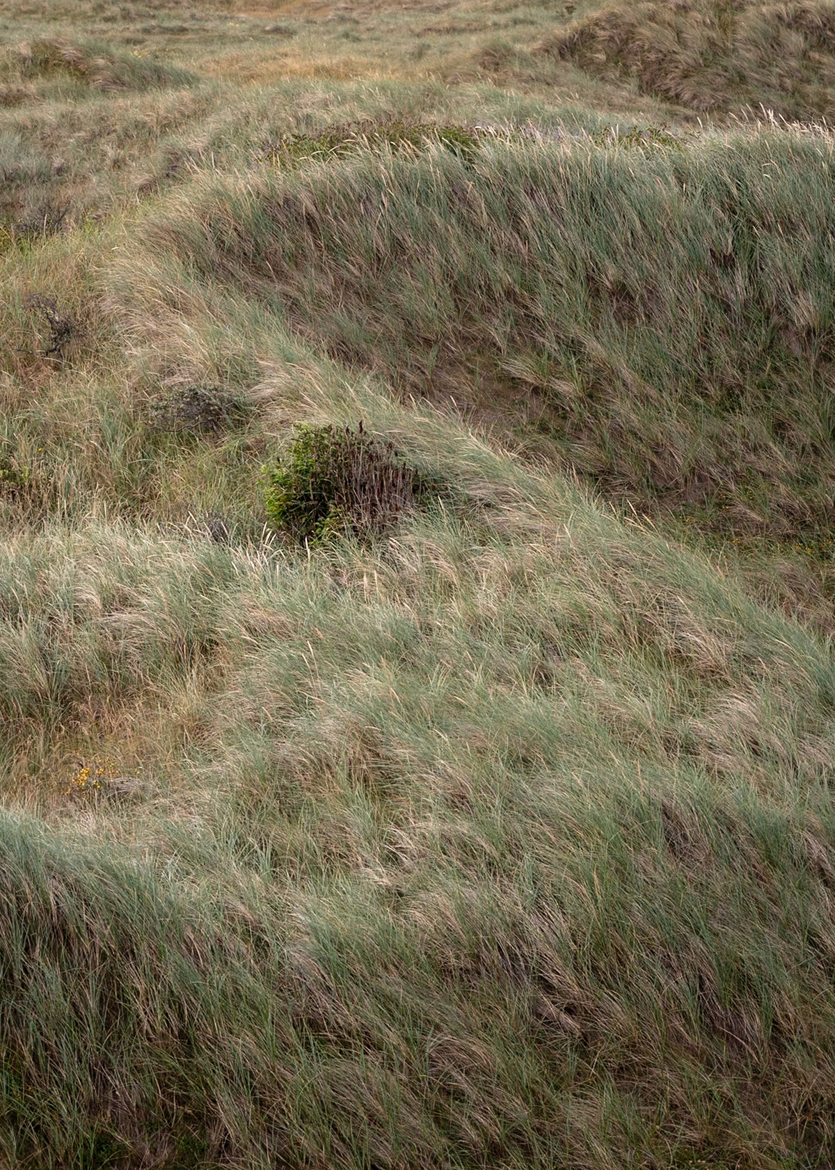 Dunes, Denmark | Martin Bay