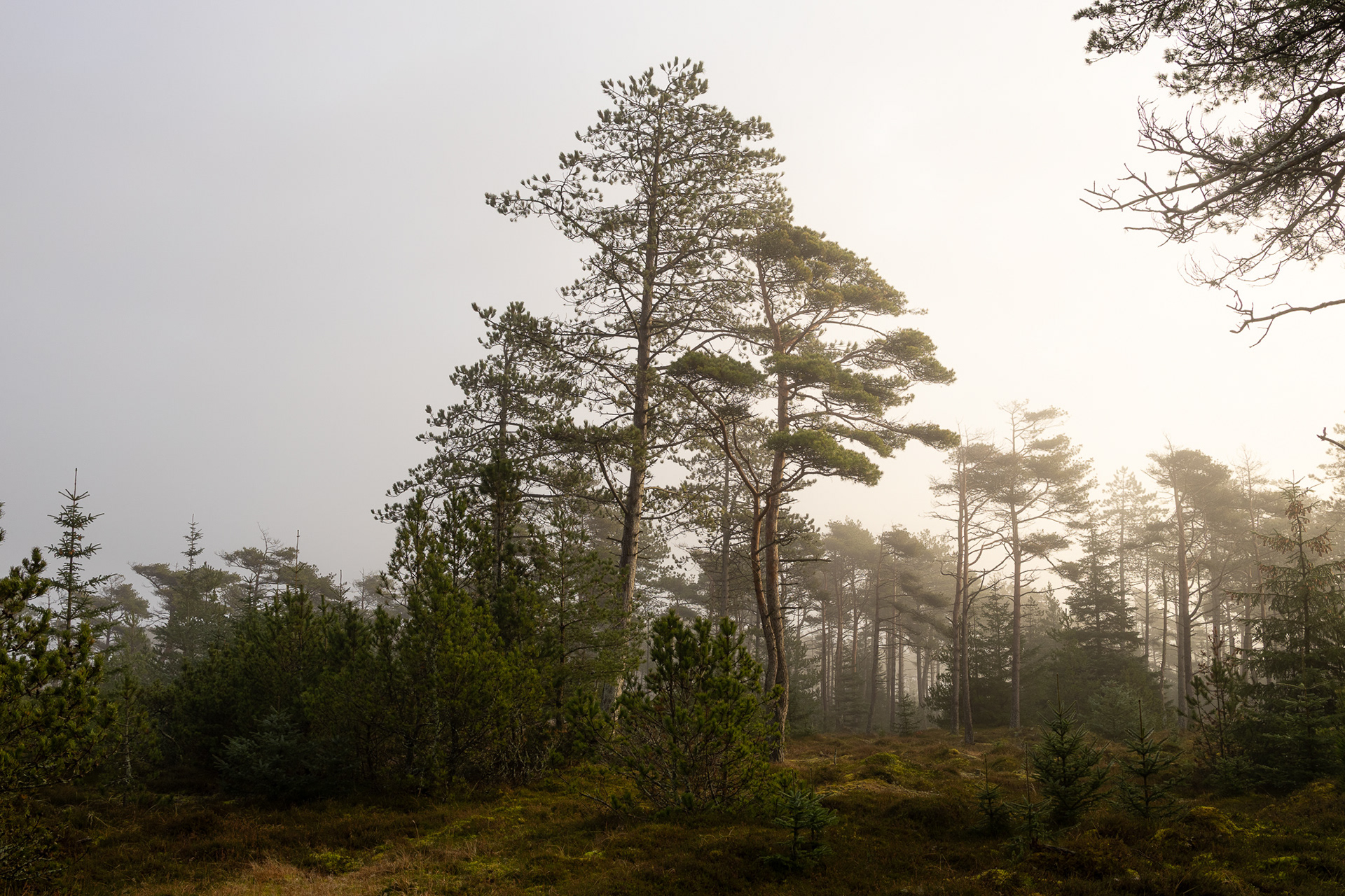 Landscape image by Martin Bay