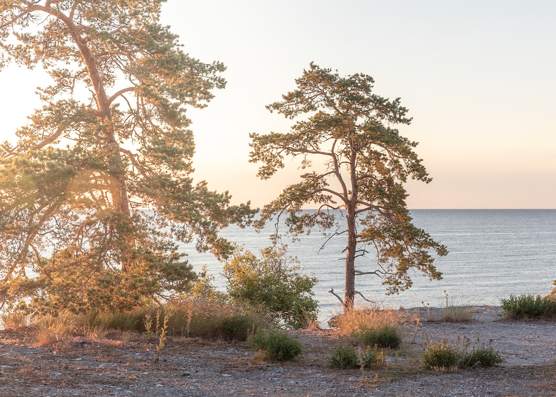 Gotland, Trees | Martin Bay