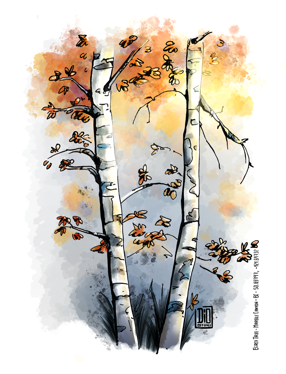Birch Tree - Marble Canyon - BC - Traditional Ink/Digital Painting
