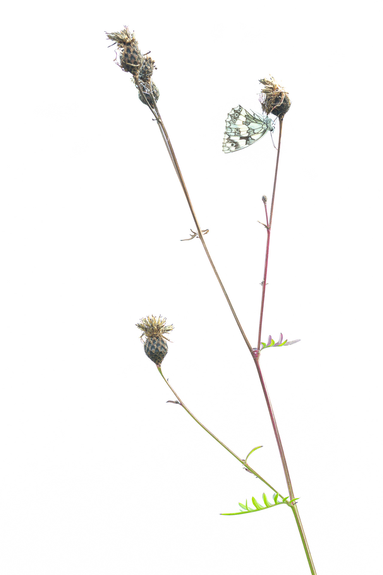 Schachbrettfalter