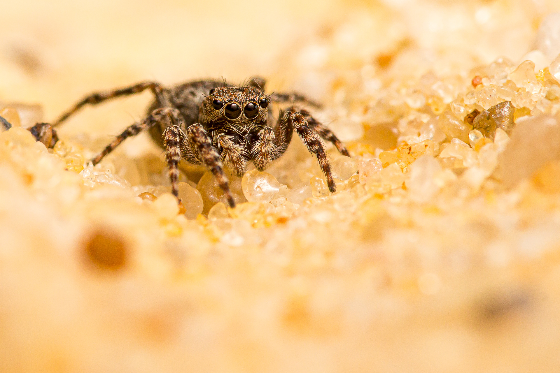 Vierpunktspringspinne 1