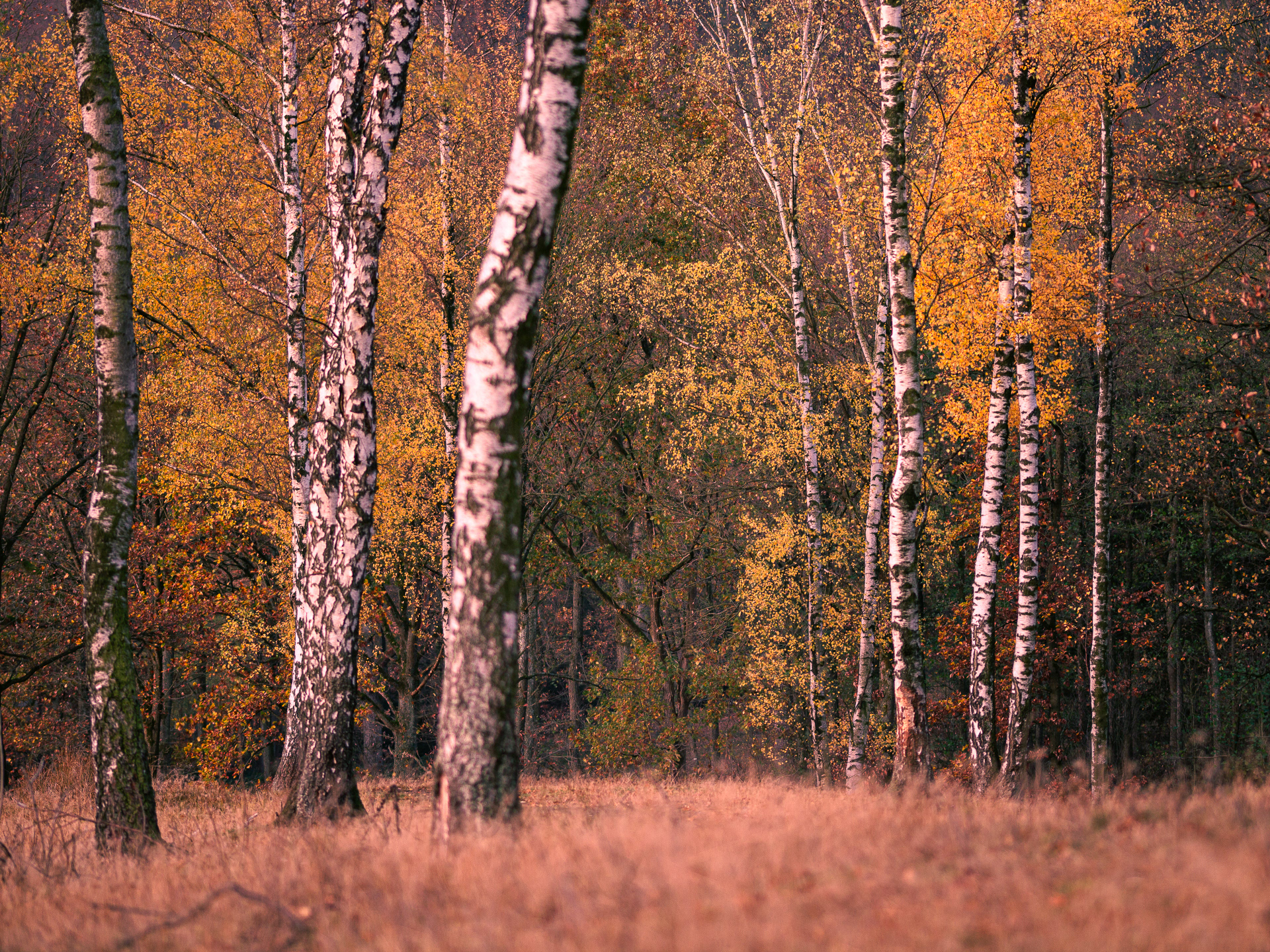 Birkenwald 1