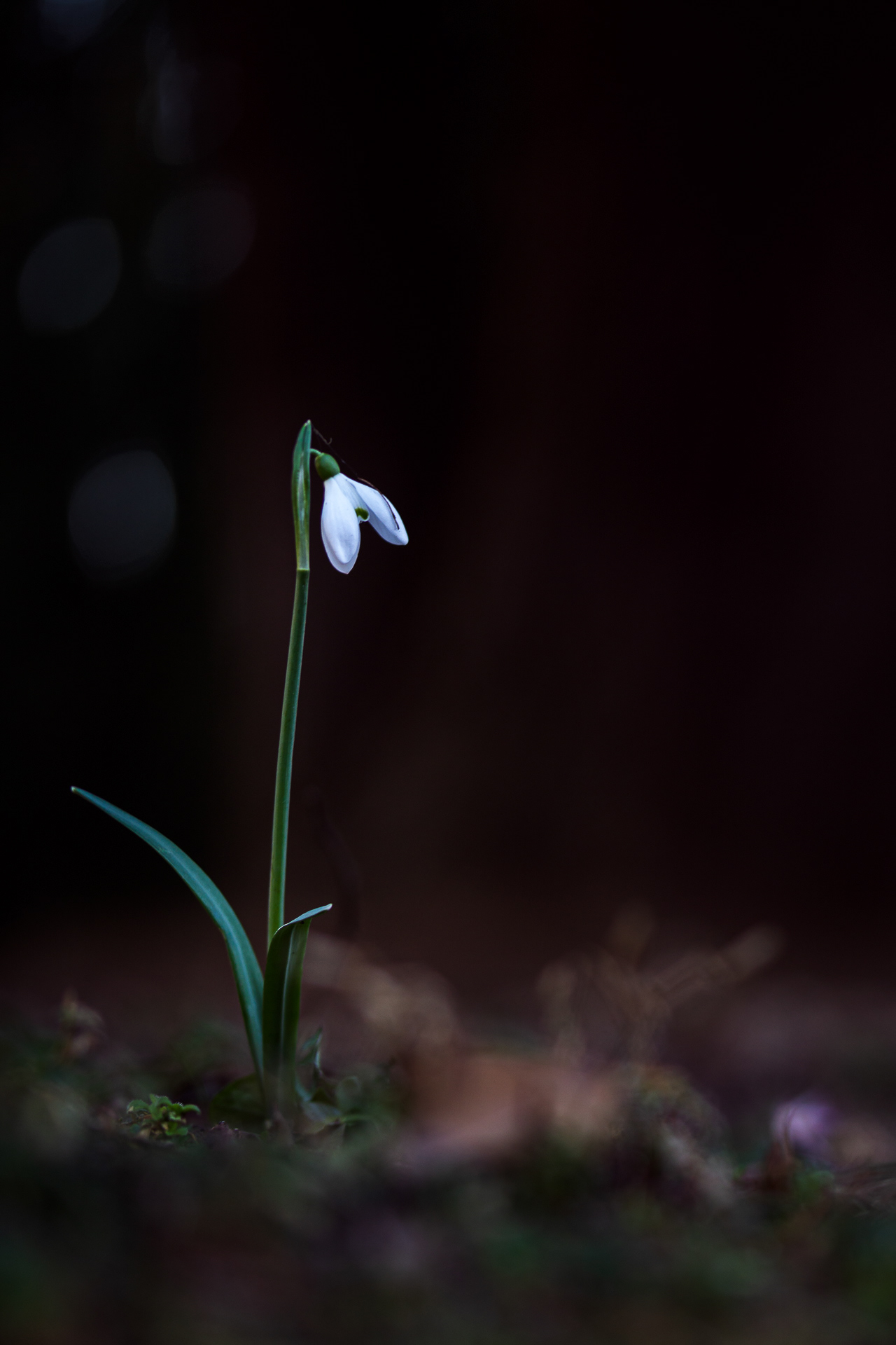 Schneeglöckchen 1