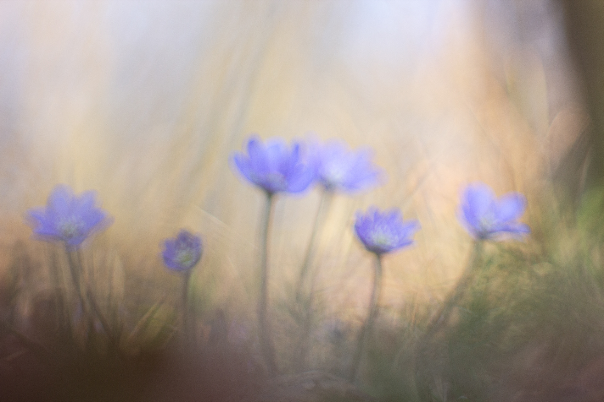 Leberblümchen 2