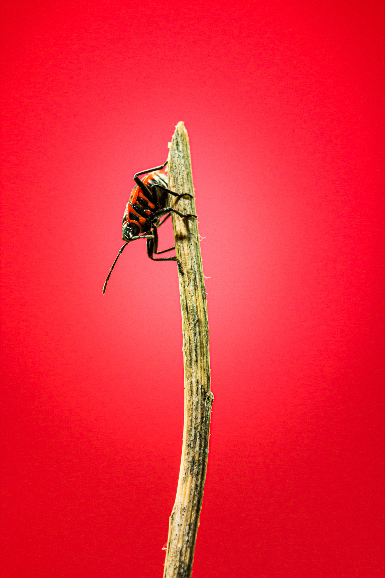 Feuerwanze 2