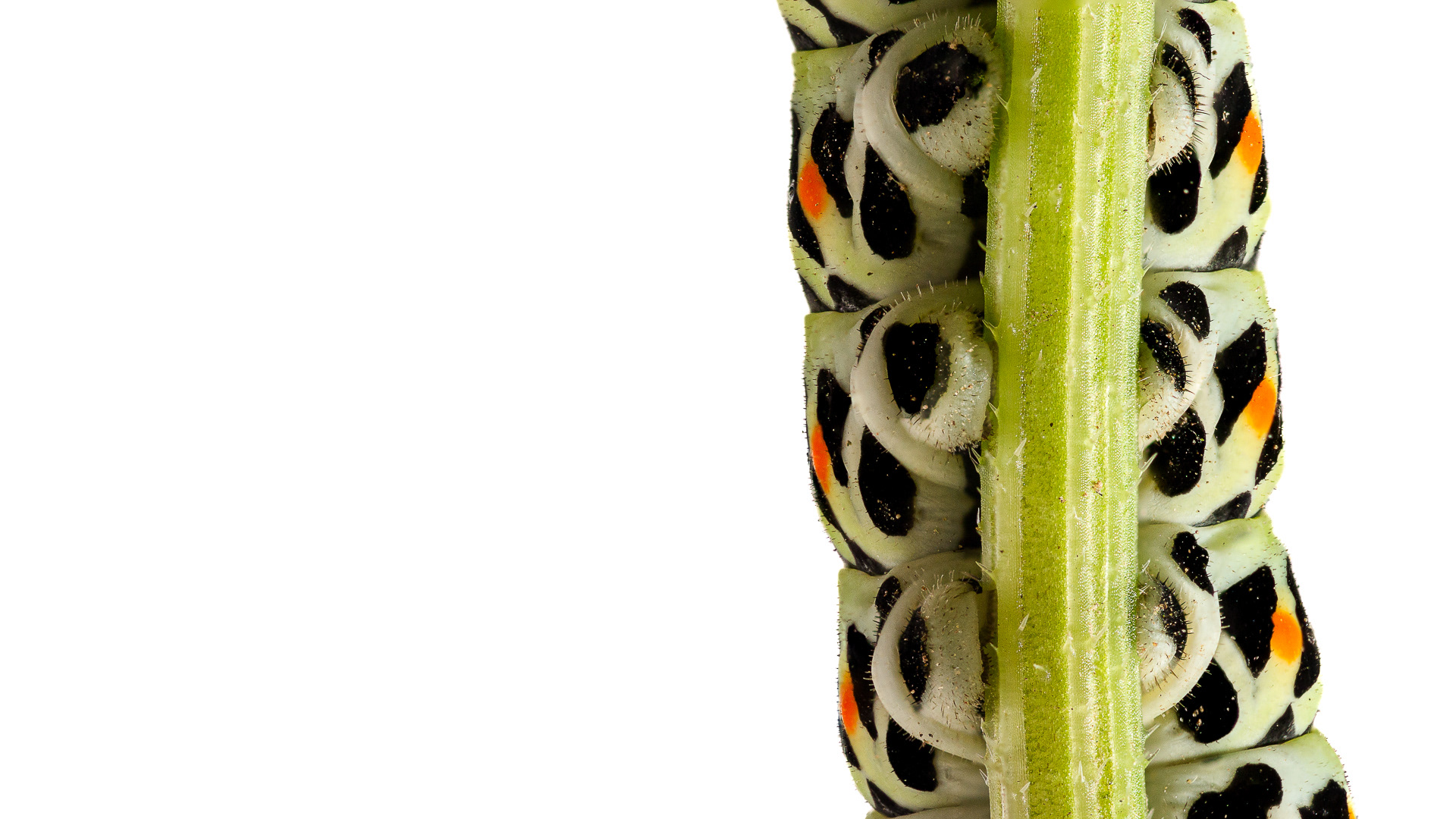 Raupe Schwalbenschwanz