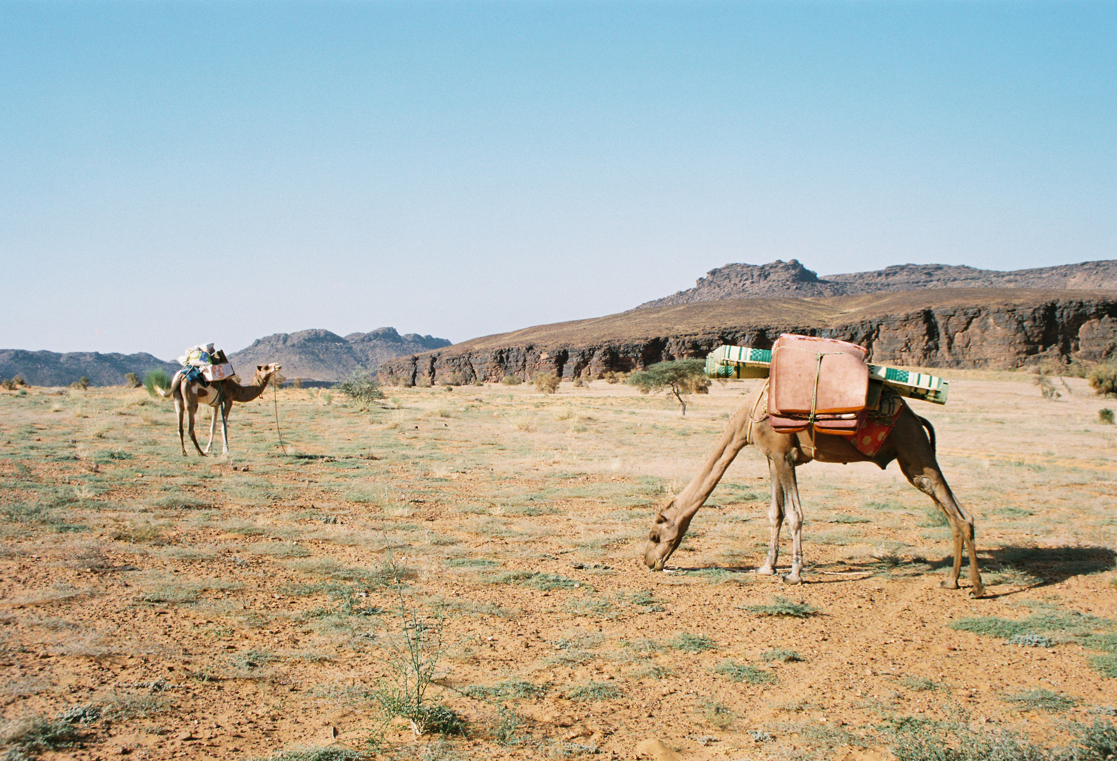 35mm: 2 of the 4 camels