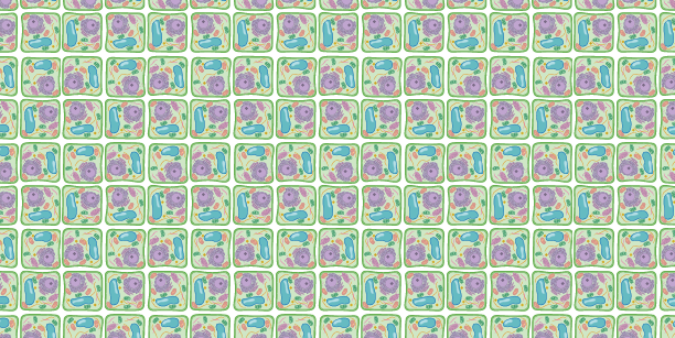 Plant Cell Illustration Pattern