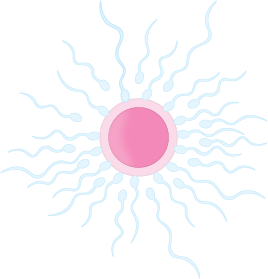 Sperm and Egg Illustration