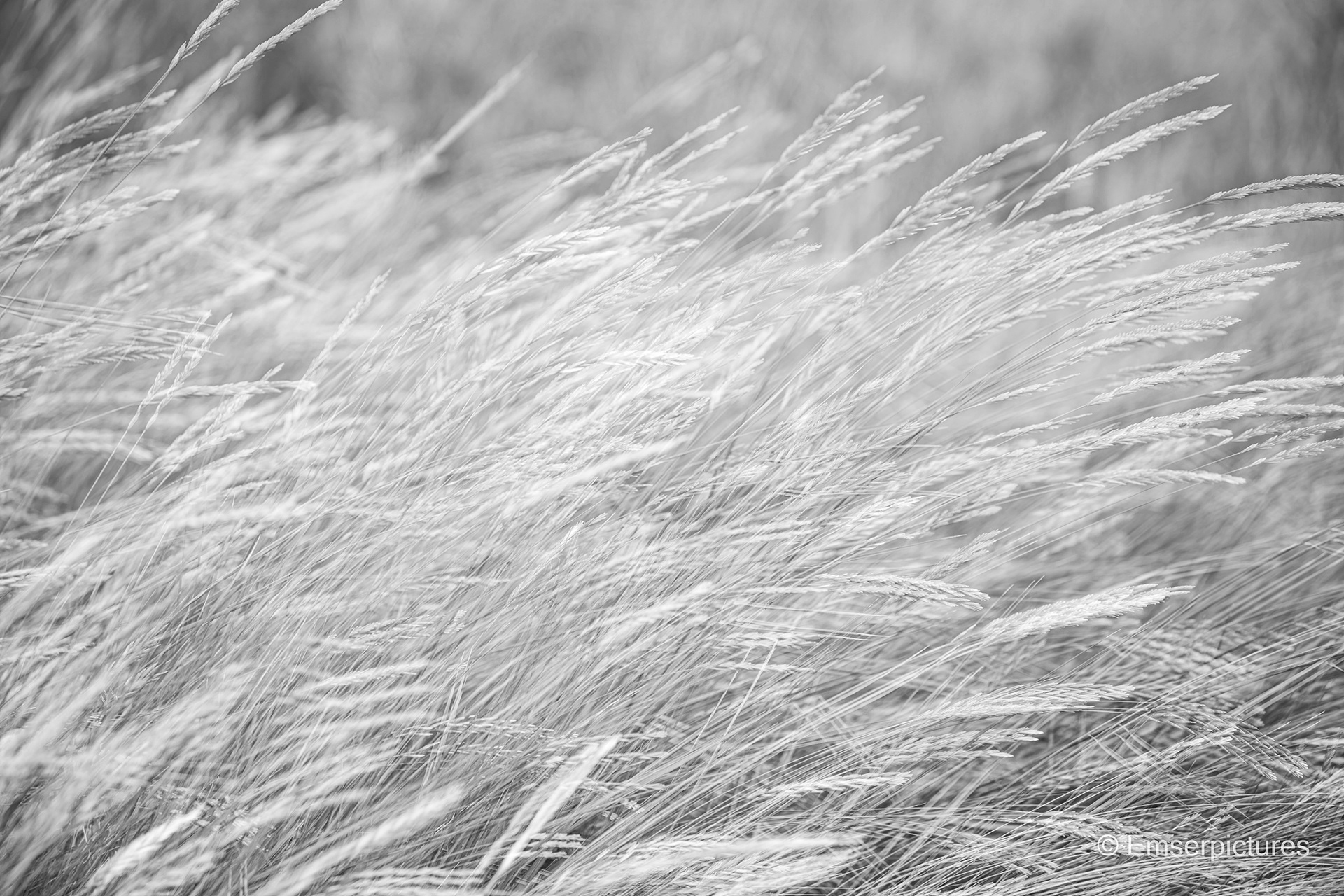 Wind in der Salzwiese