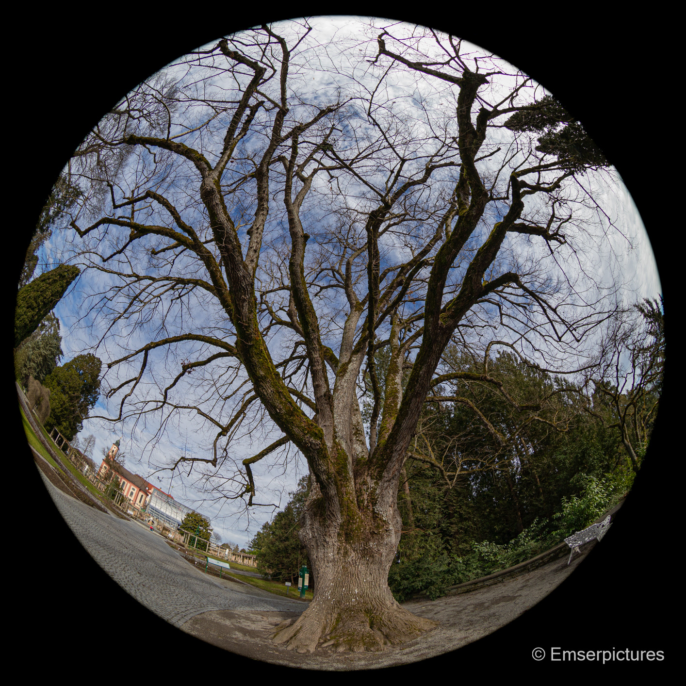 Viktoria-Linde (1862 gepflanzt)