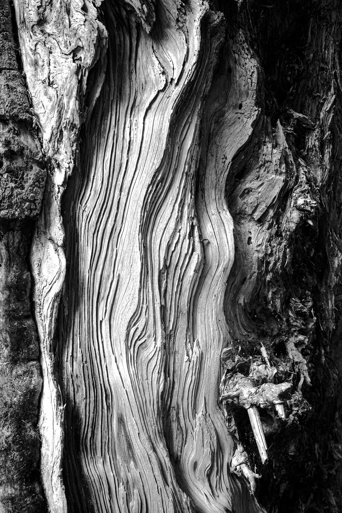Rivière de bois