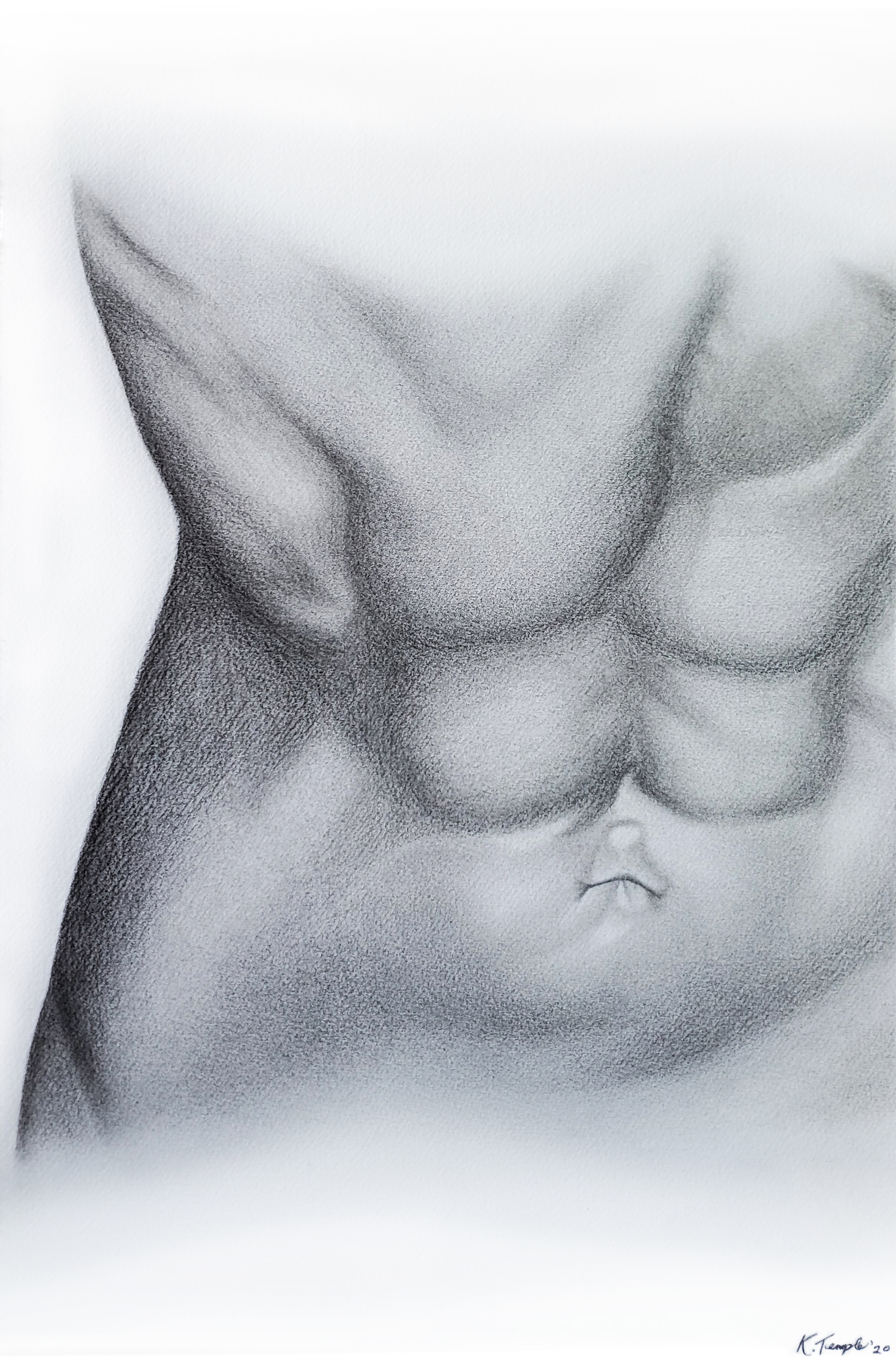 Stomach