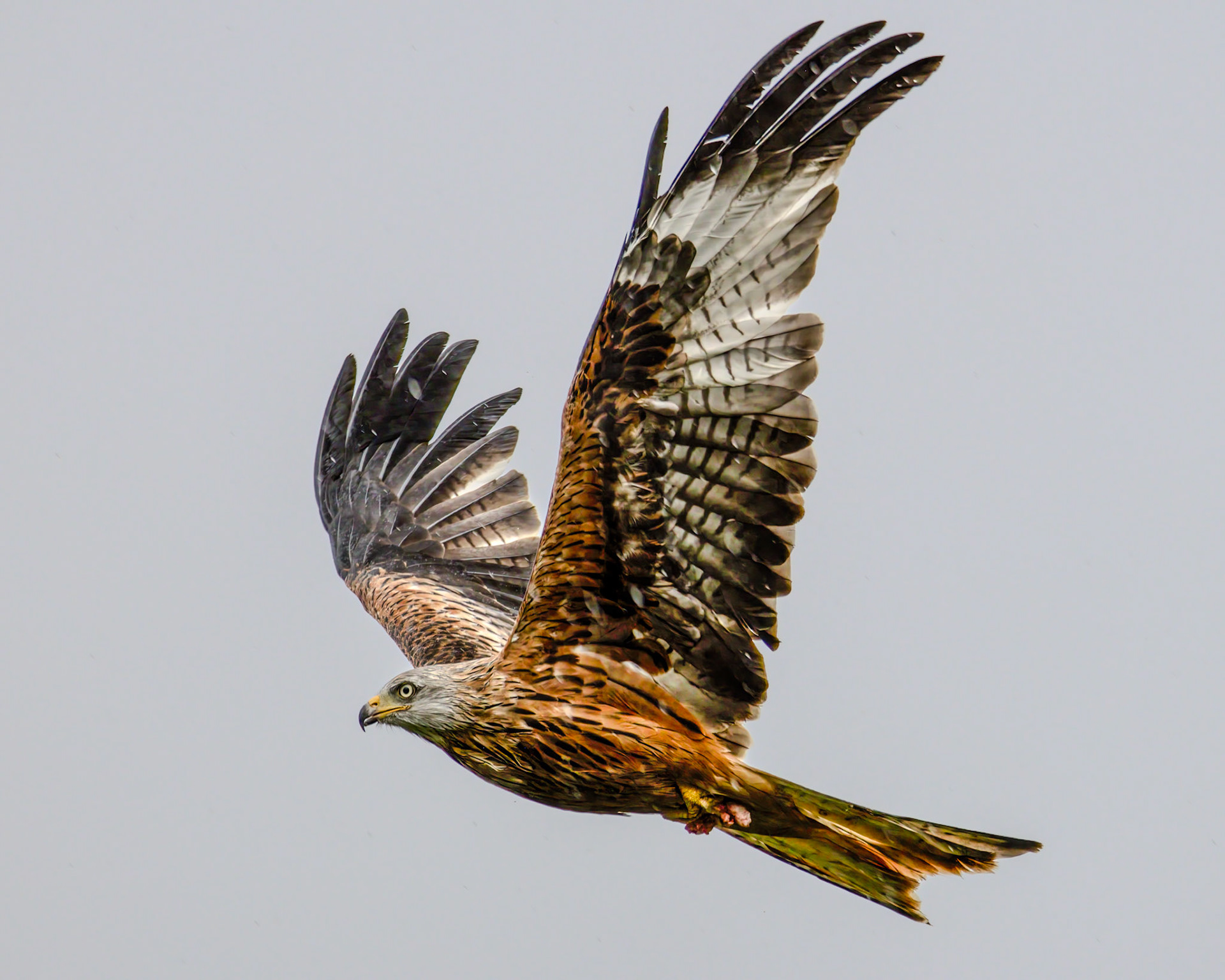 Red Kite - Gigrin Farm Wales - October 2025