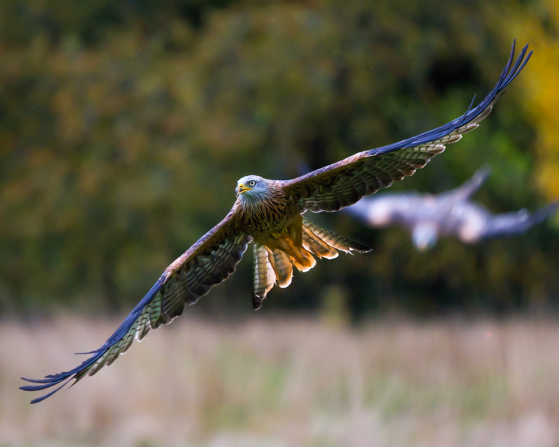 Red Kite - Gigrin Farm Wales - October 2025