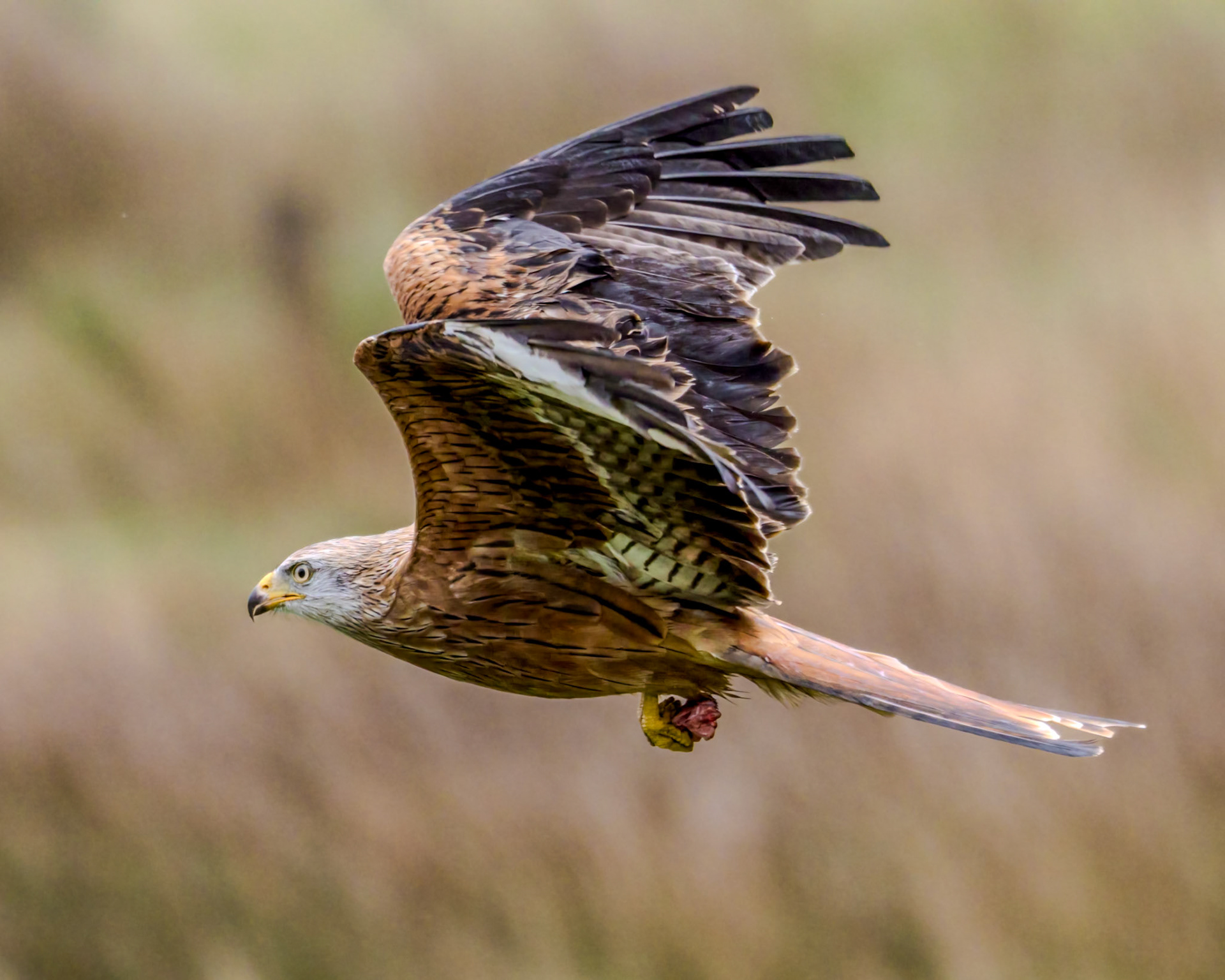 Red Kite - Gigrin Farm Wales - October 2025