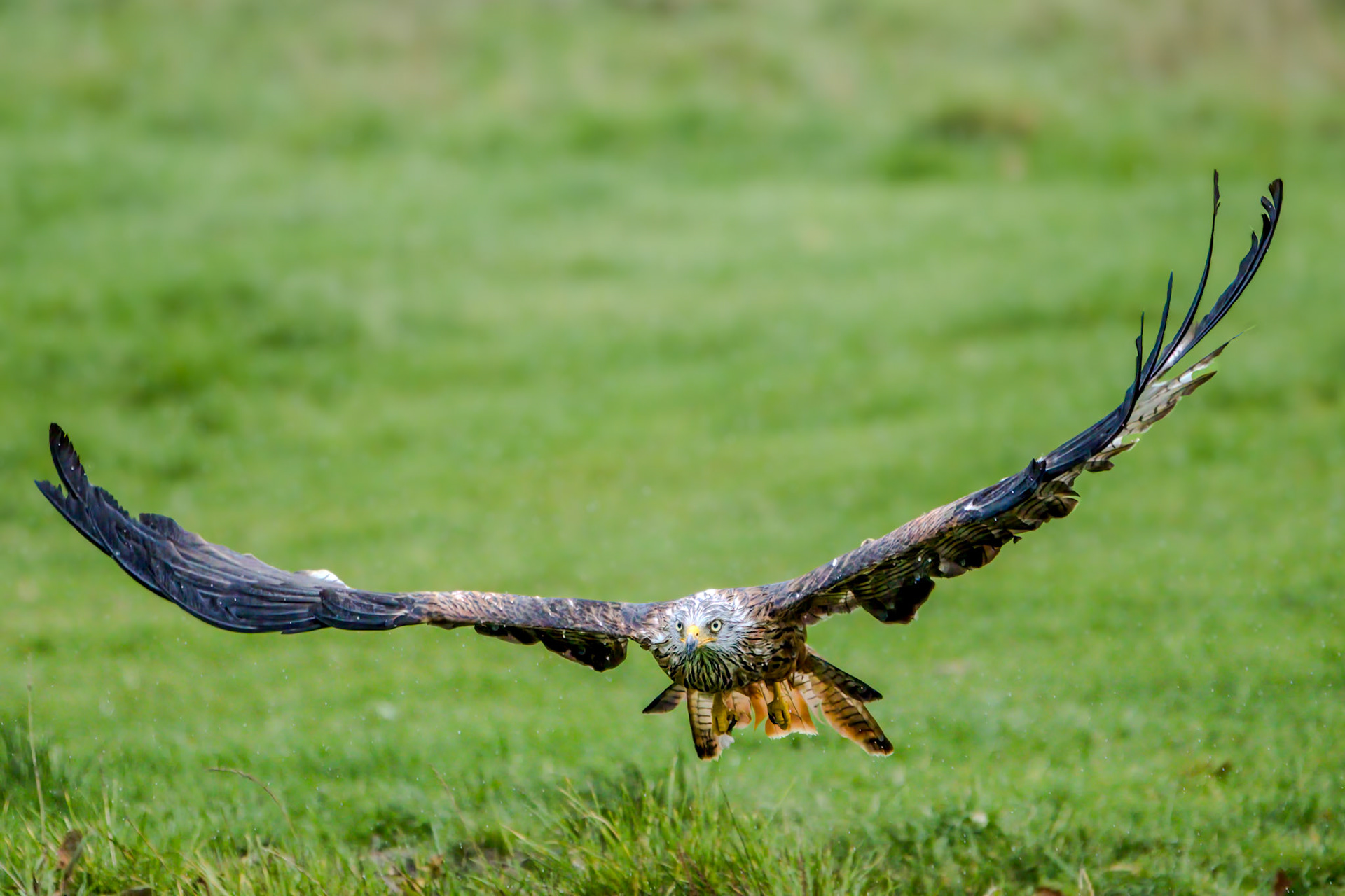Red Kite - Gigrin Farm Wales - October 2025