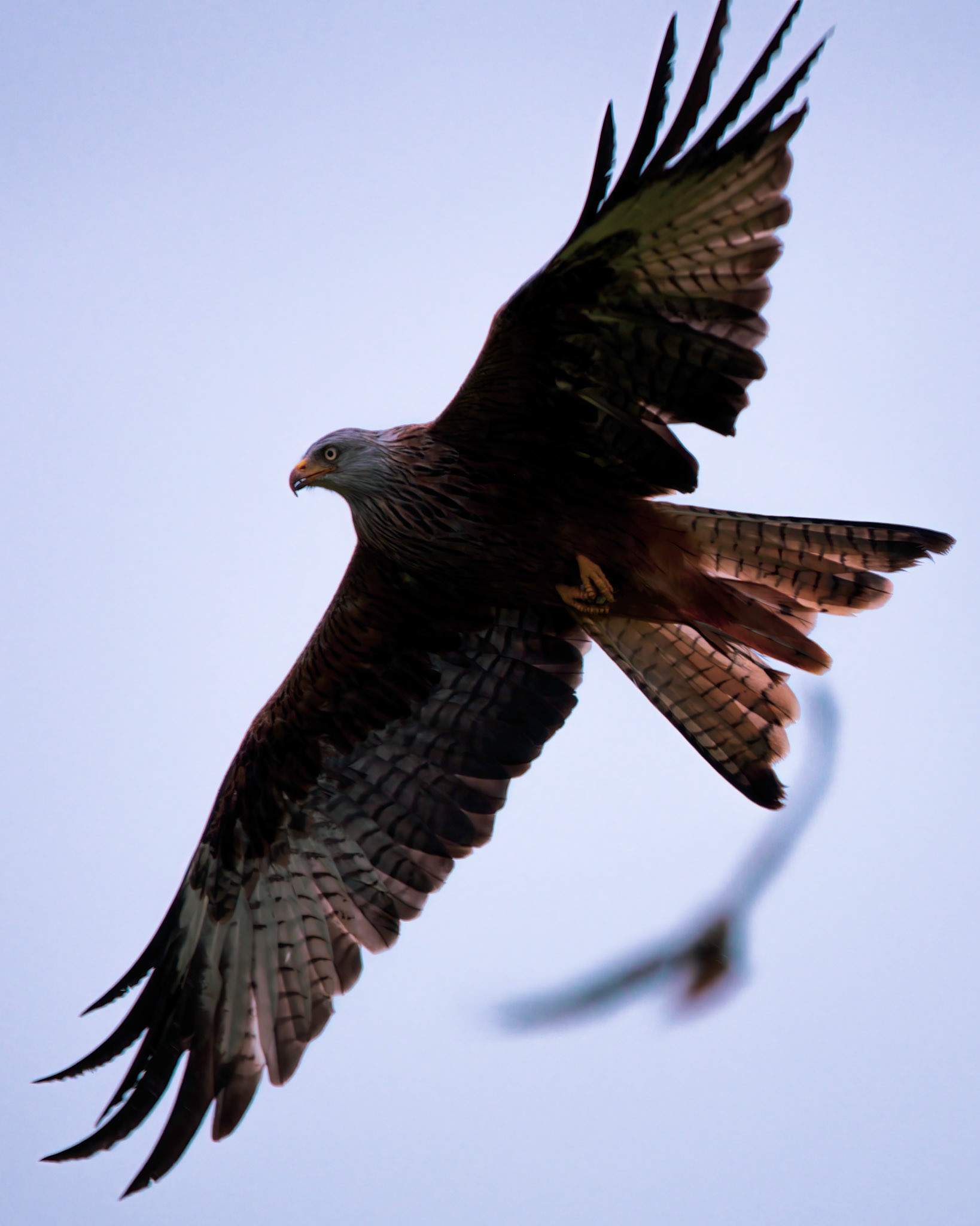 Red Kite - Gigrin Farm Wales - October 2025