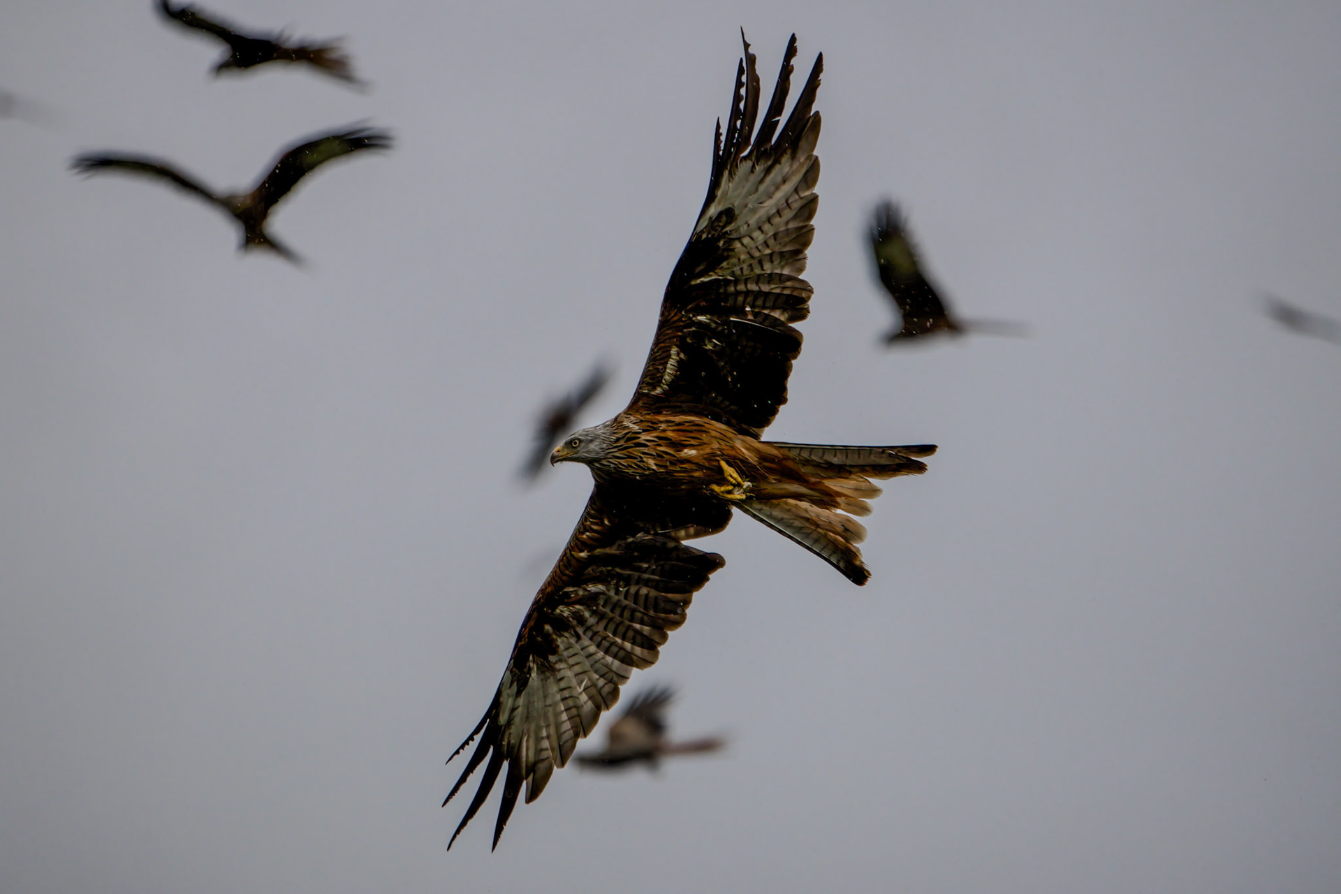 Red Kite - Gigrin Farm Wales - October 2025