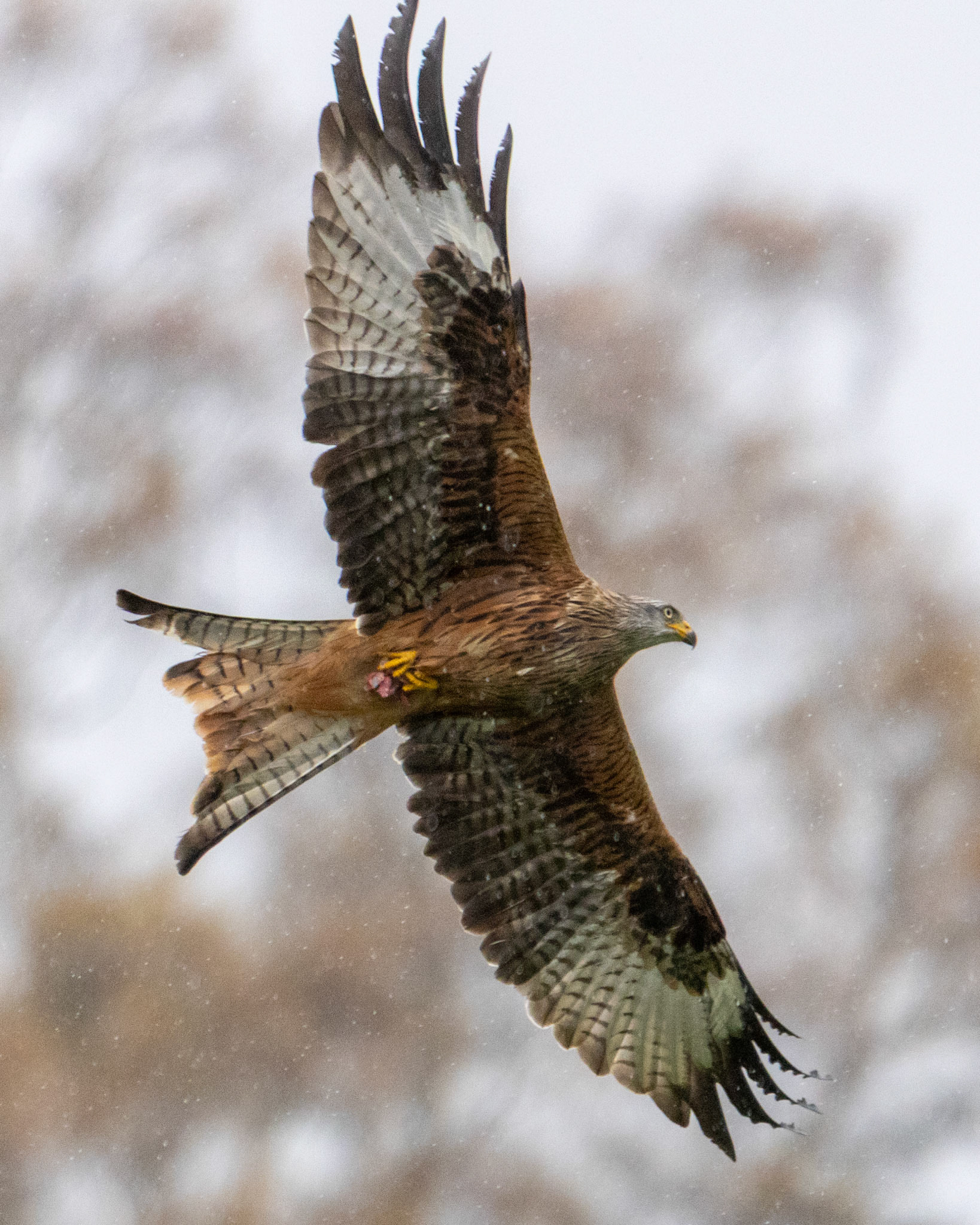 Red Kite - Gigrin Farm Wales - October 2025