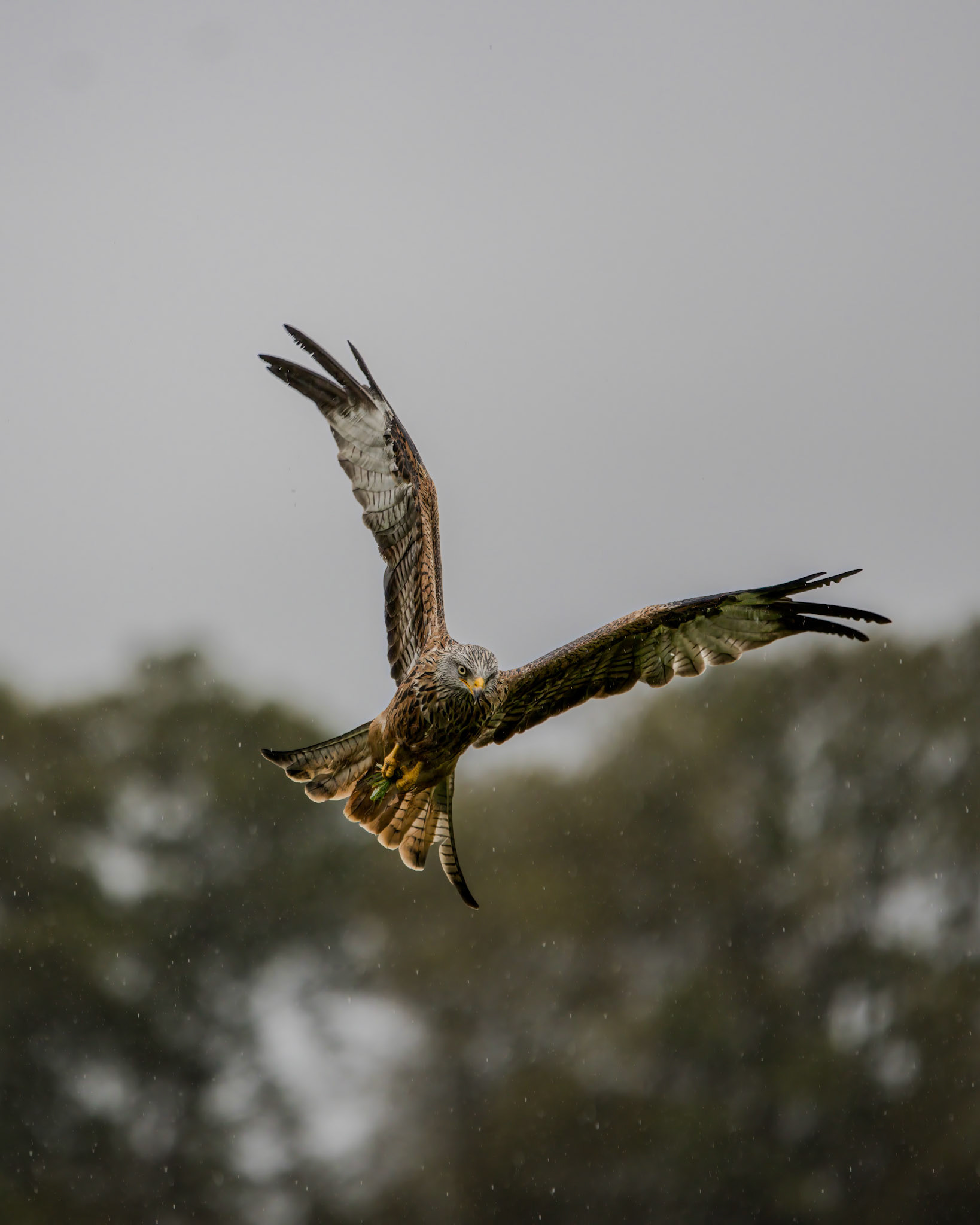 Red Kite - Gigrin Farm Wales - October 2025