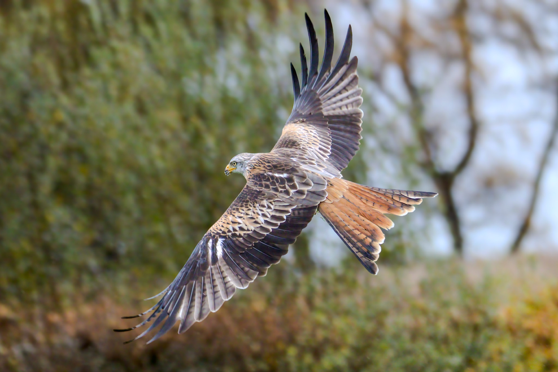 Red Kite - Gigrin Farm Wales - October 2025