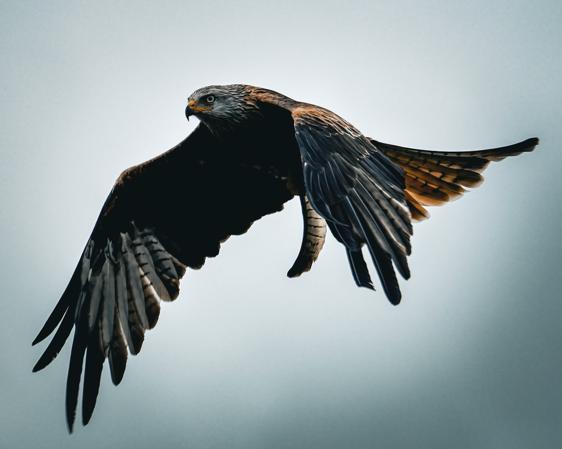 Red Kite - Gigrin Farm Wales - October 2025