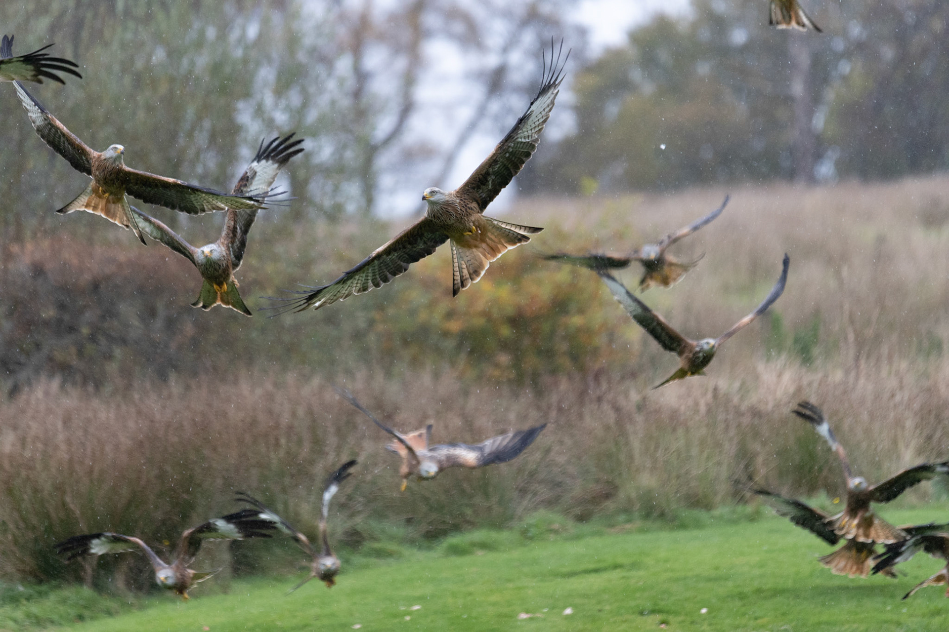 Red Kite - Gigrin Farm Wales - October 2025