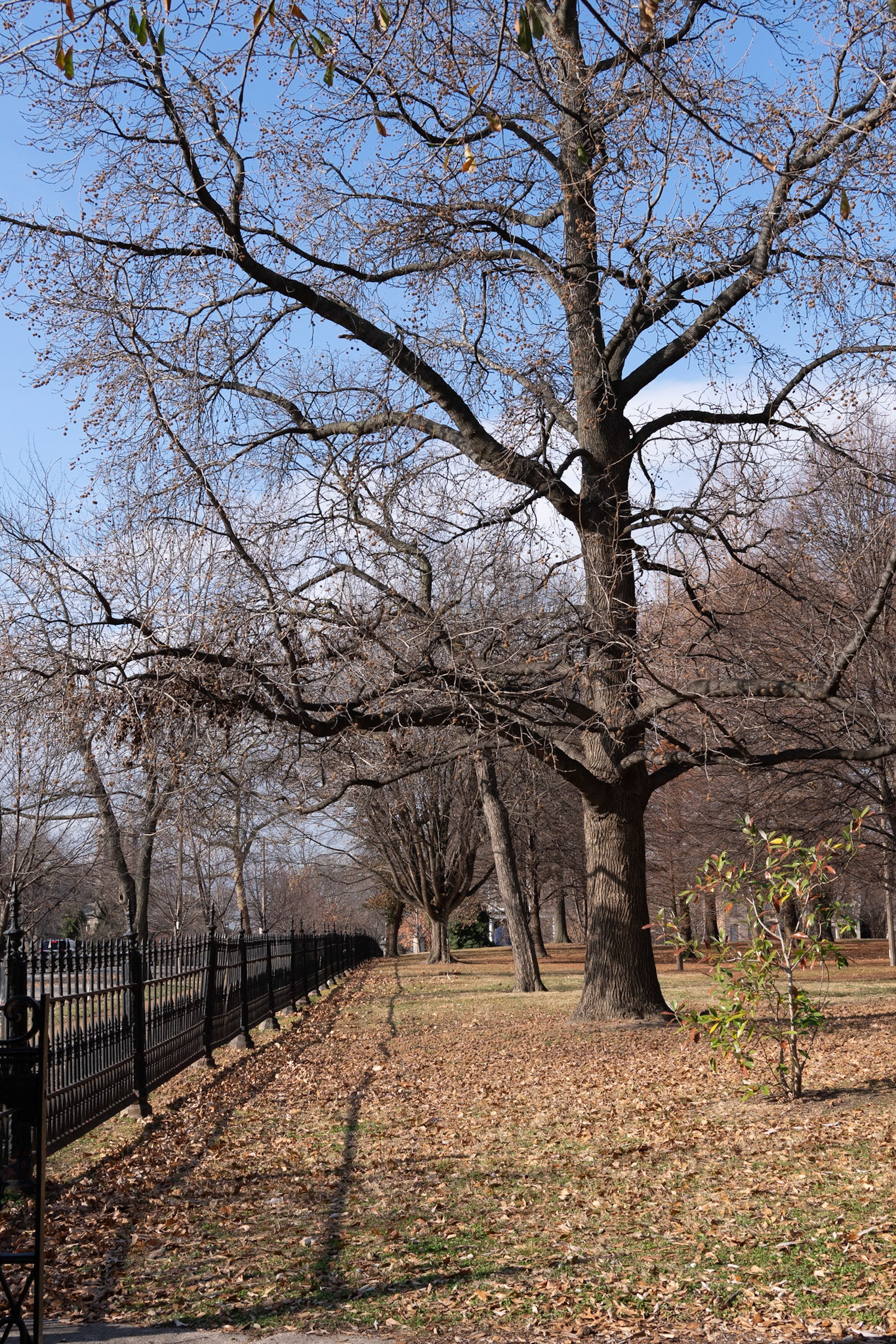 Lafayette Park, St Louis - Alison Northway 2021