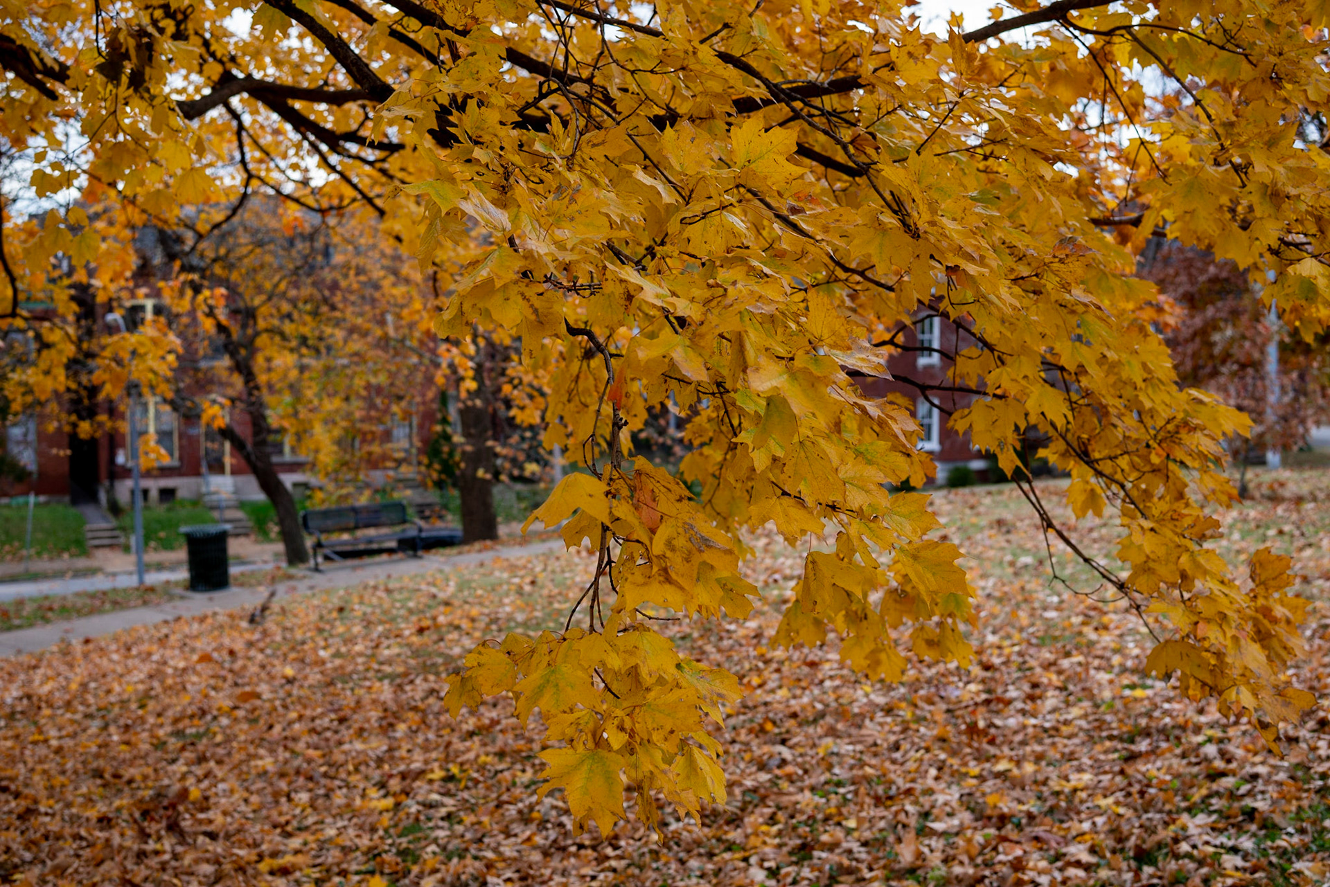 Benton Park, St Louis MO- by Alison Northway - 2021