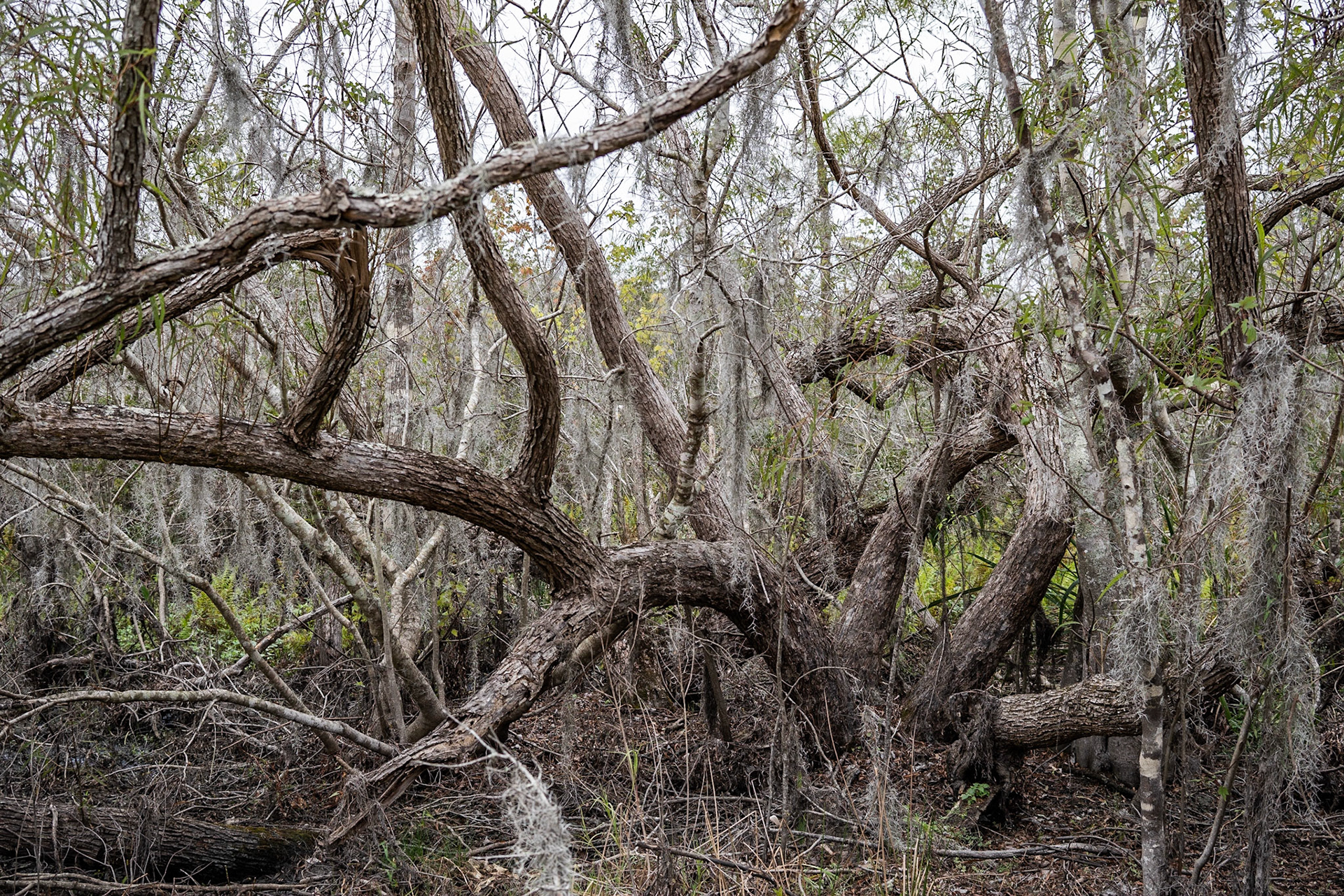 Barataria Preserve, Jean Lafitte National Park - New Orleans LA - by Alison Northway 2022