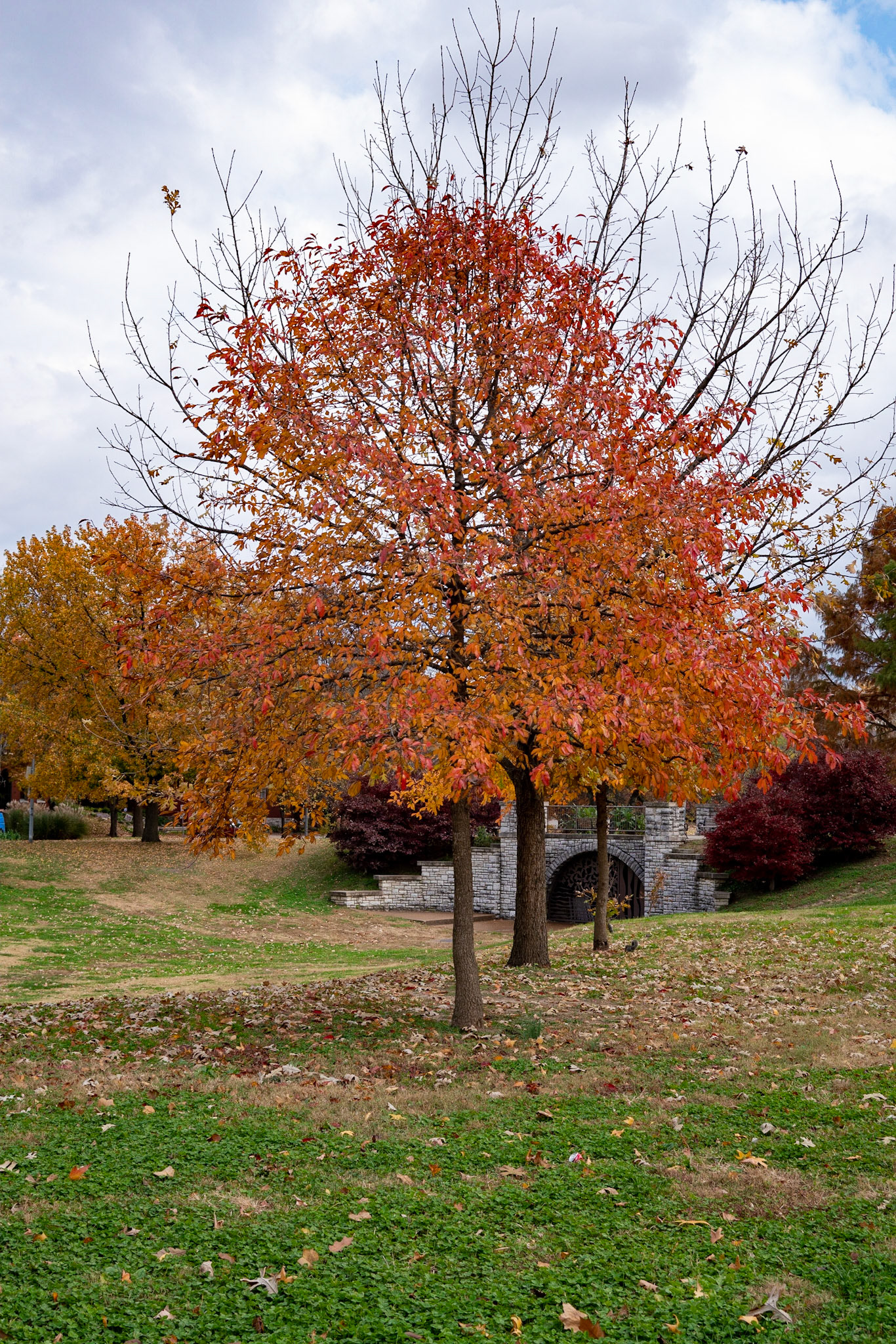 Benton Park, St Louis MO- by Alison Northway - 2021