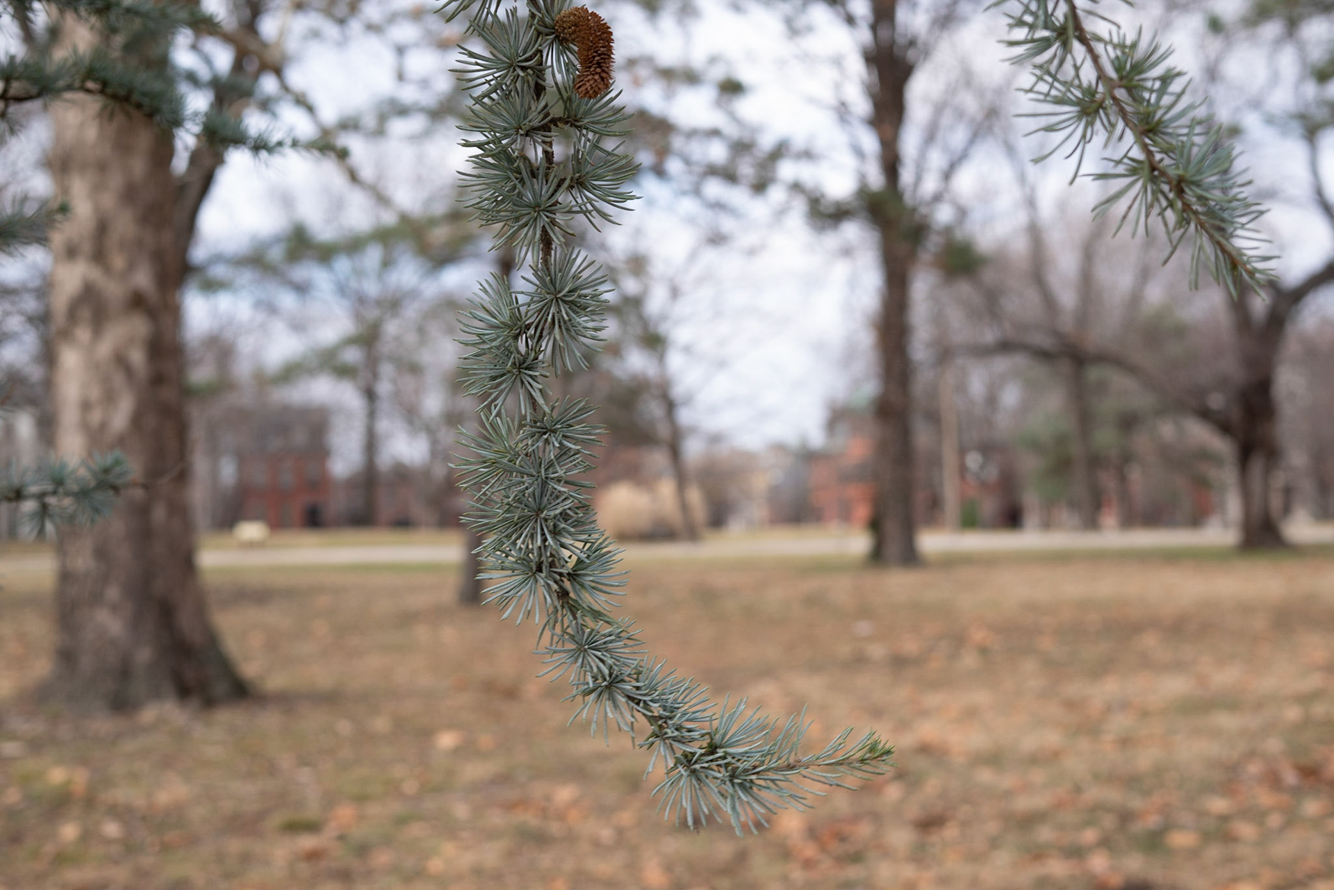 Lafayette Park, St Louis - Alison Northway 2021