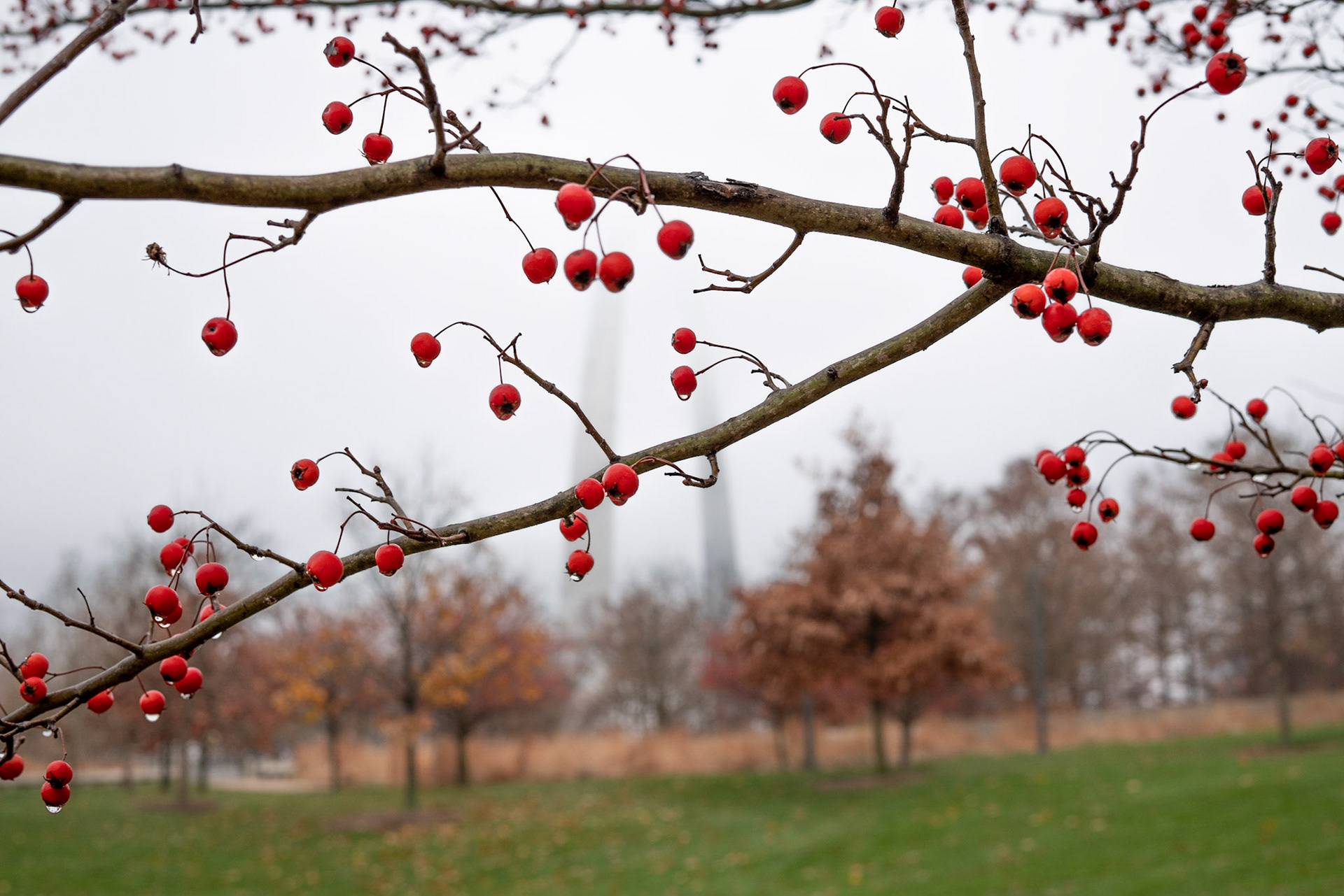 Gateway Arch National Park, St Louis MO - by Alison Northway 2021