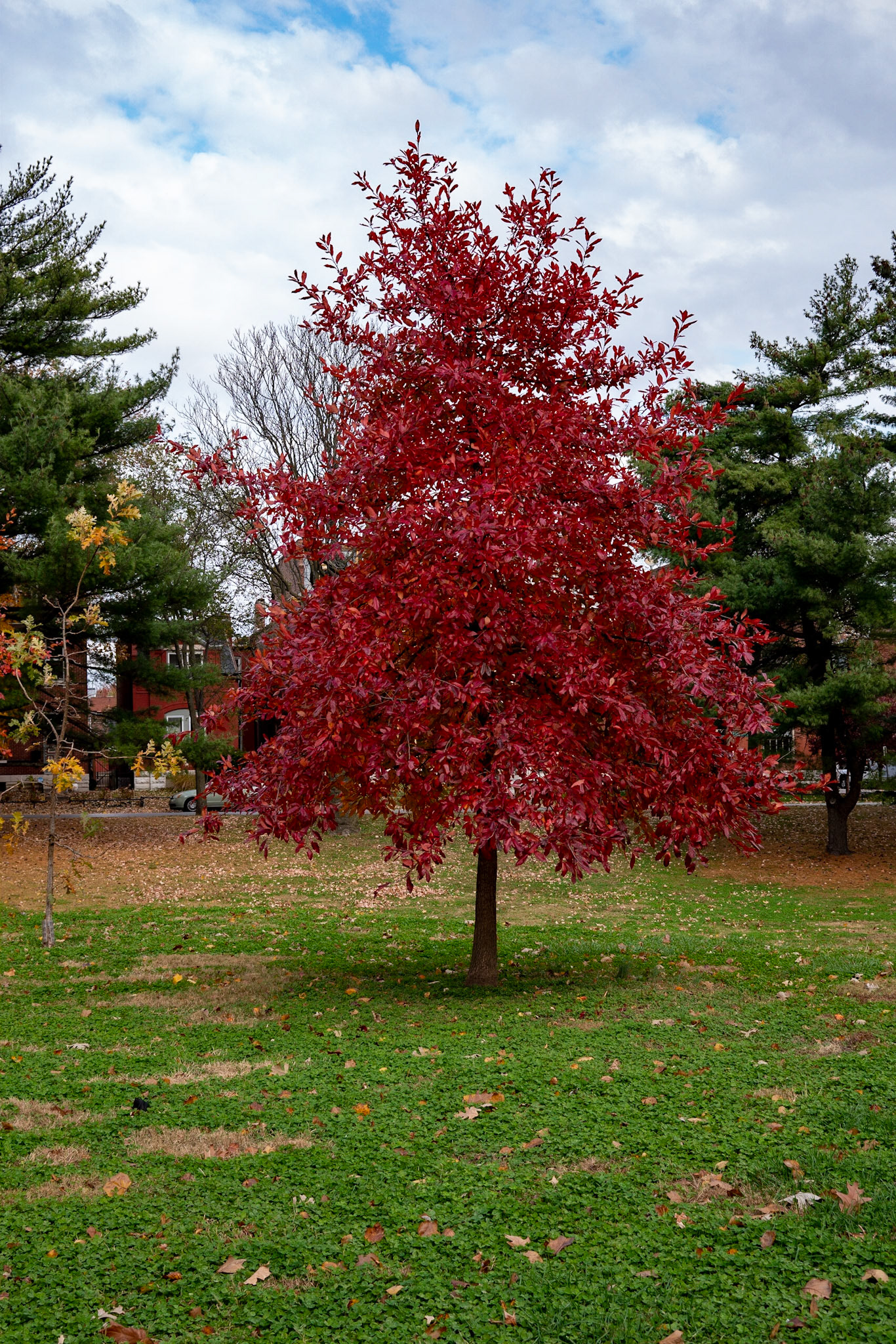 Benton Park, St Louis MO- by Alison Northway - 2021