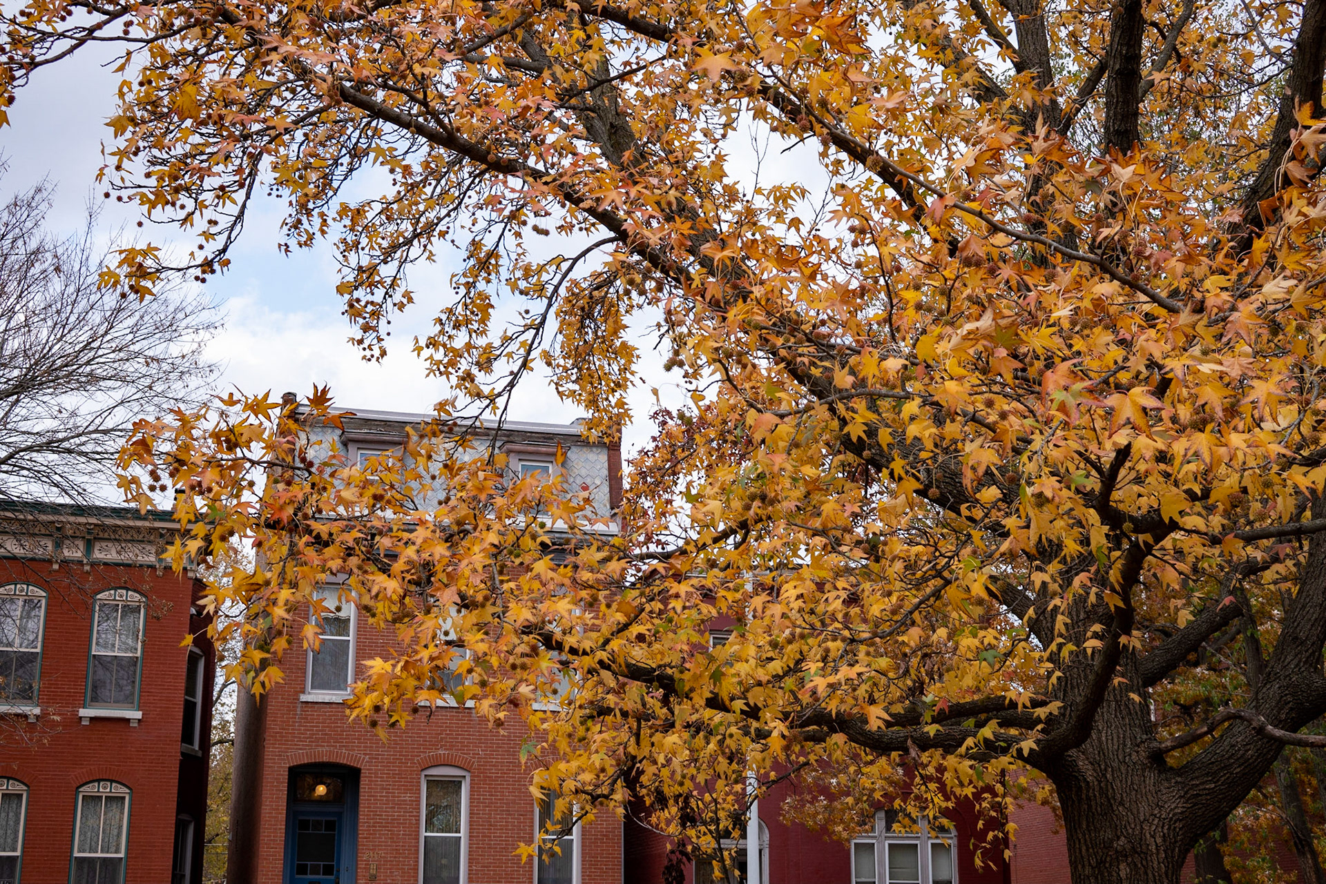 Benton Park, St Louis MO- by Alison Northway - 2021