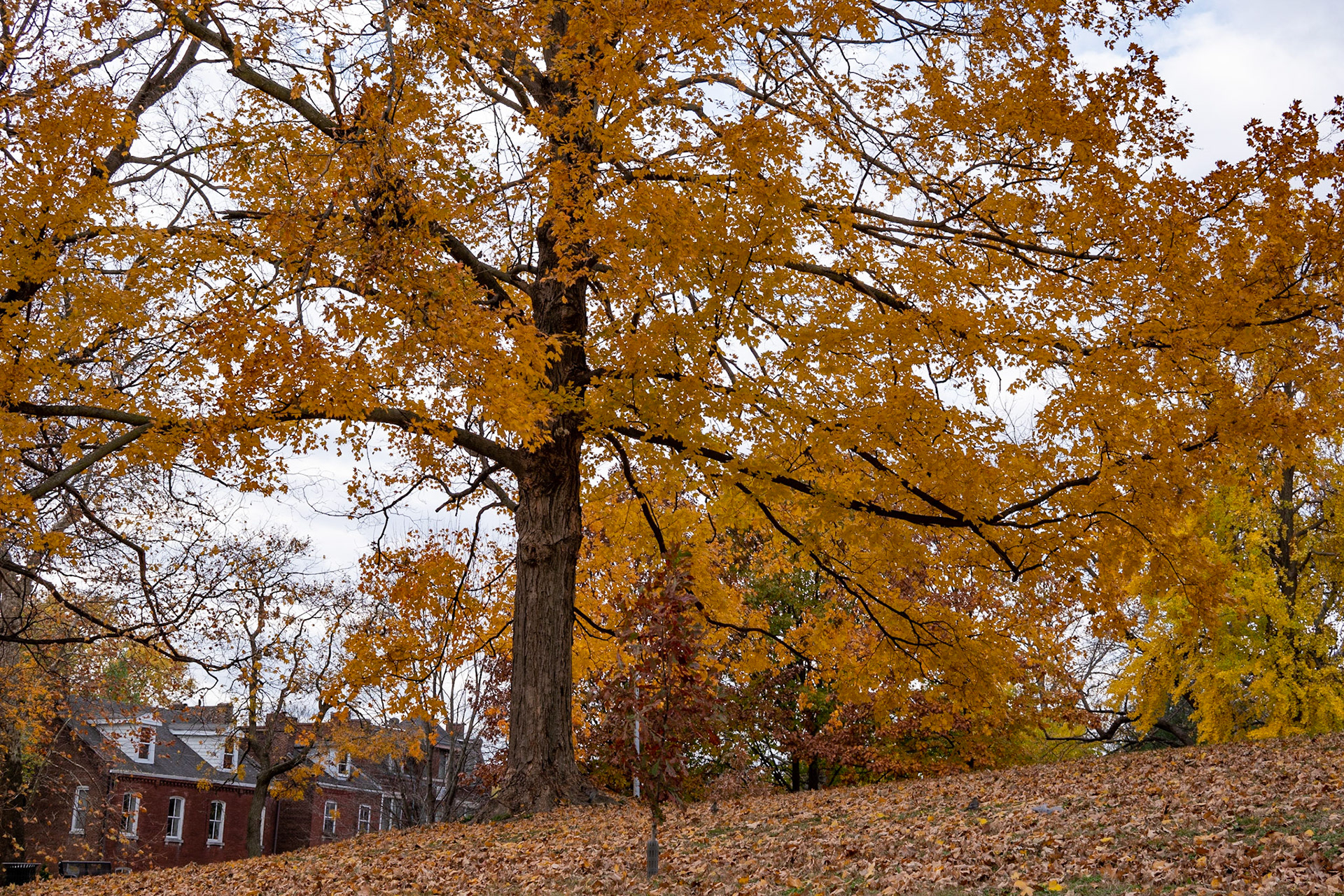 Benton Park, St Louis MO- by Alison Northway - 2021