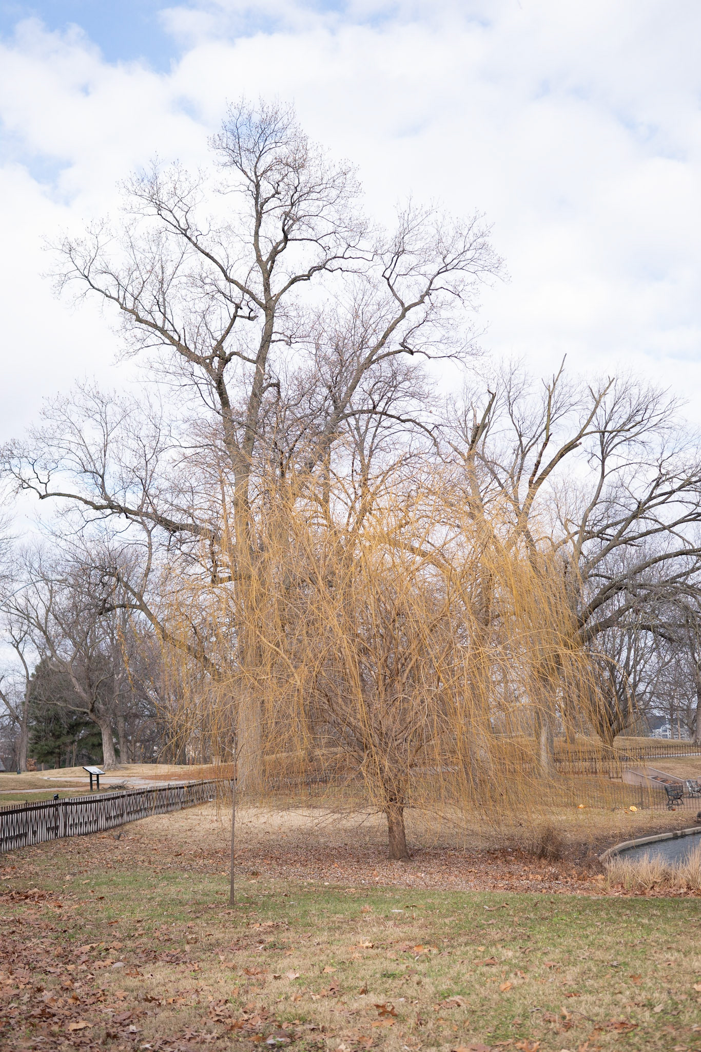 Lafayette Park, St Louis - Alison Northway 2021