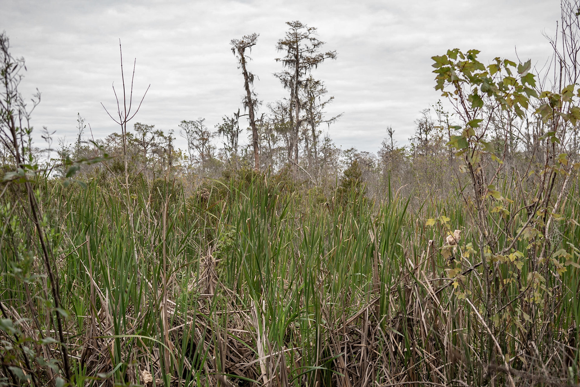 Barataria Preserve, Jean Lafitte National Park - New Orleans LA - by Alison Northway 2022