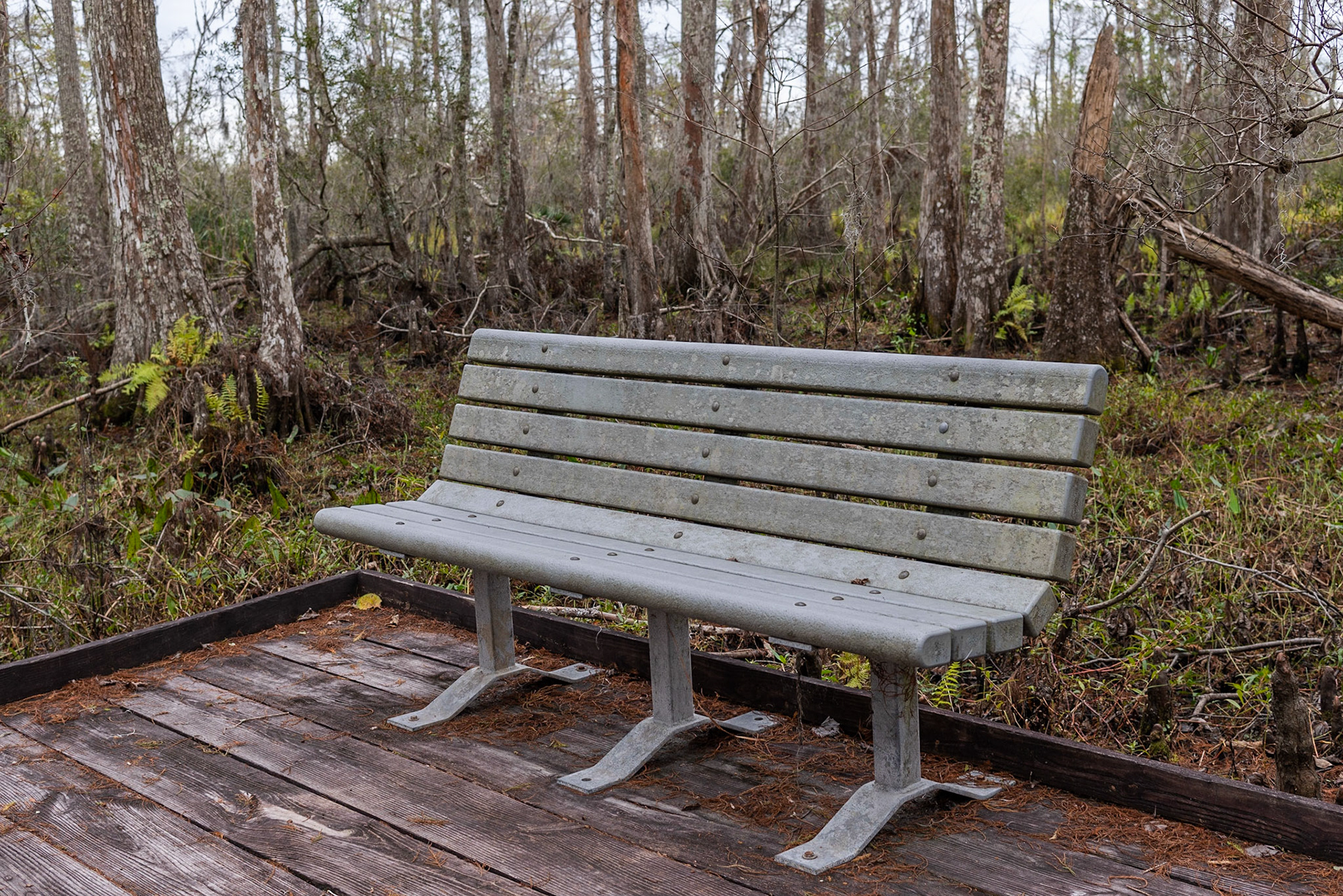 Barataria Preserve, Jean Lafitte National Park - New Orleans LA - by Alison Northway 2022
