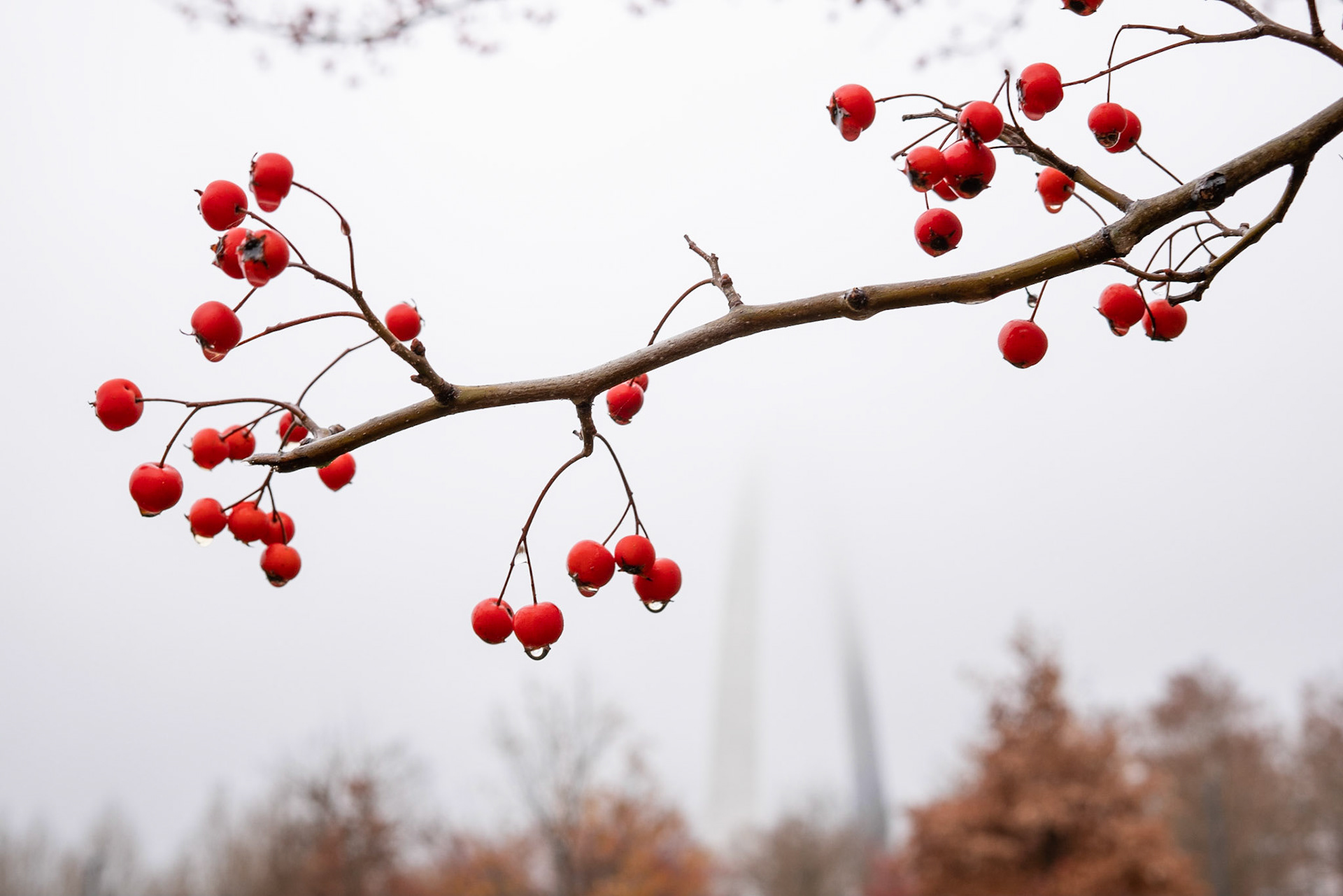 Gateway Arch National Park, St Louis MO - by Alison Northway 2021