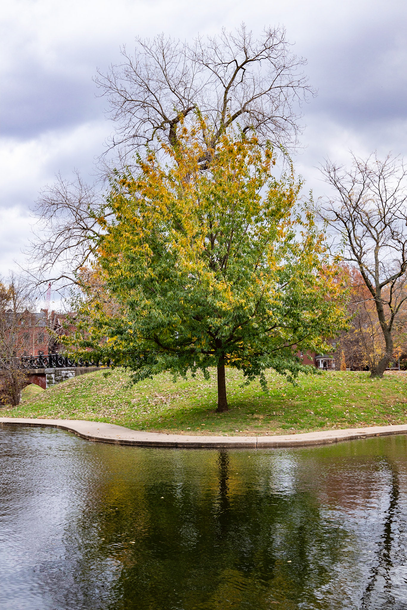Benton Park, St Louis MO- by Alison Northway - 2021
