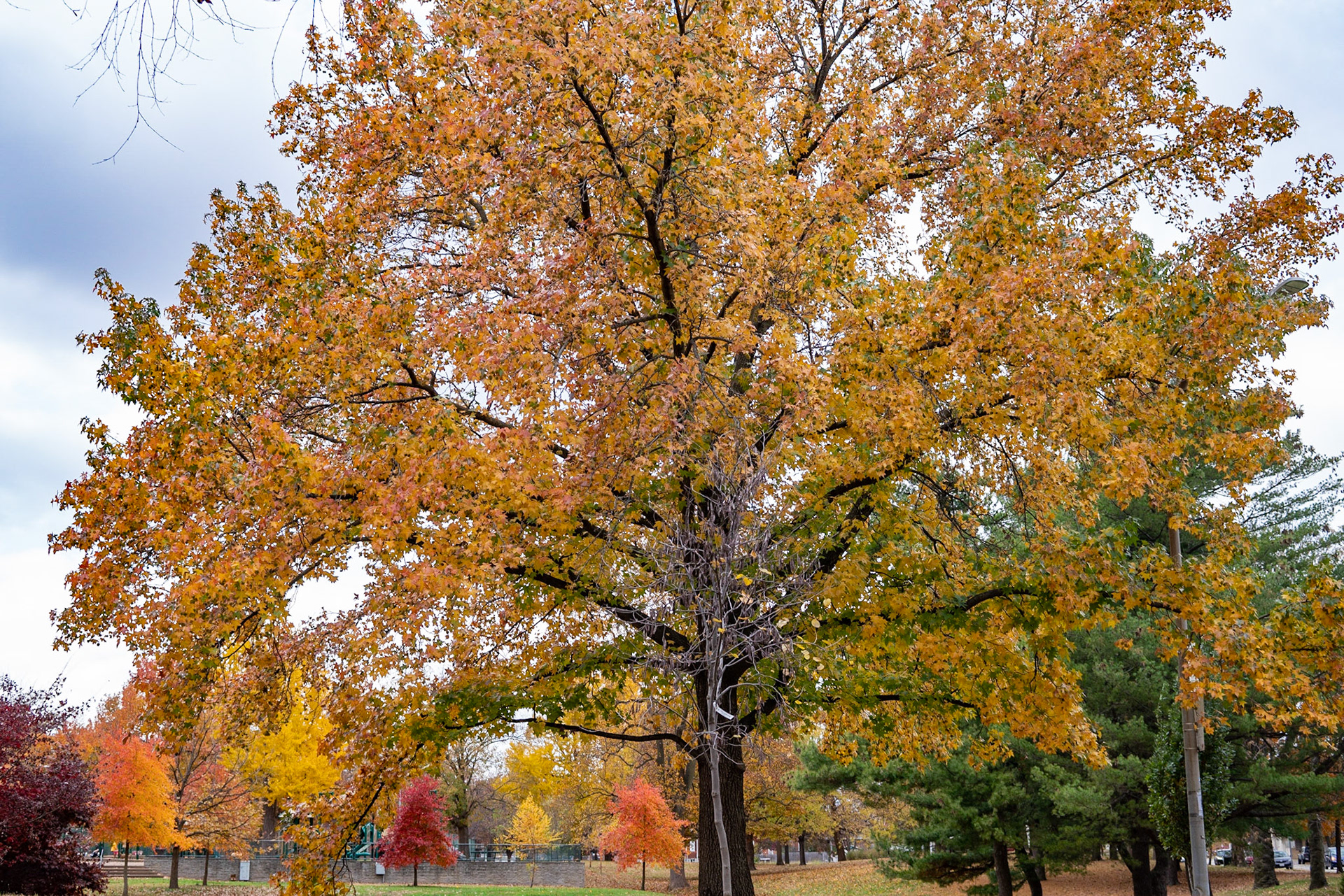 Benton Park, St Louis MO- by Alison Northway - 2021